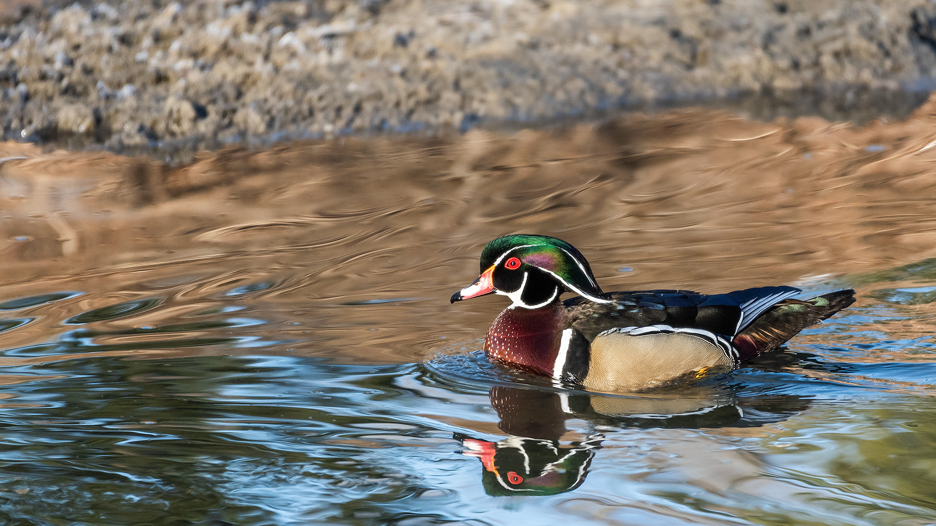 Wood Duck (male) at the Inglewood Bird Sanctuary & Nature Centre, Calgary, Alberta