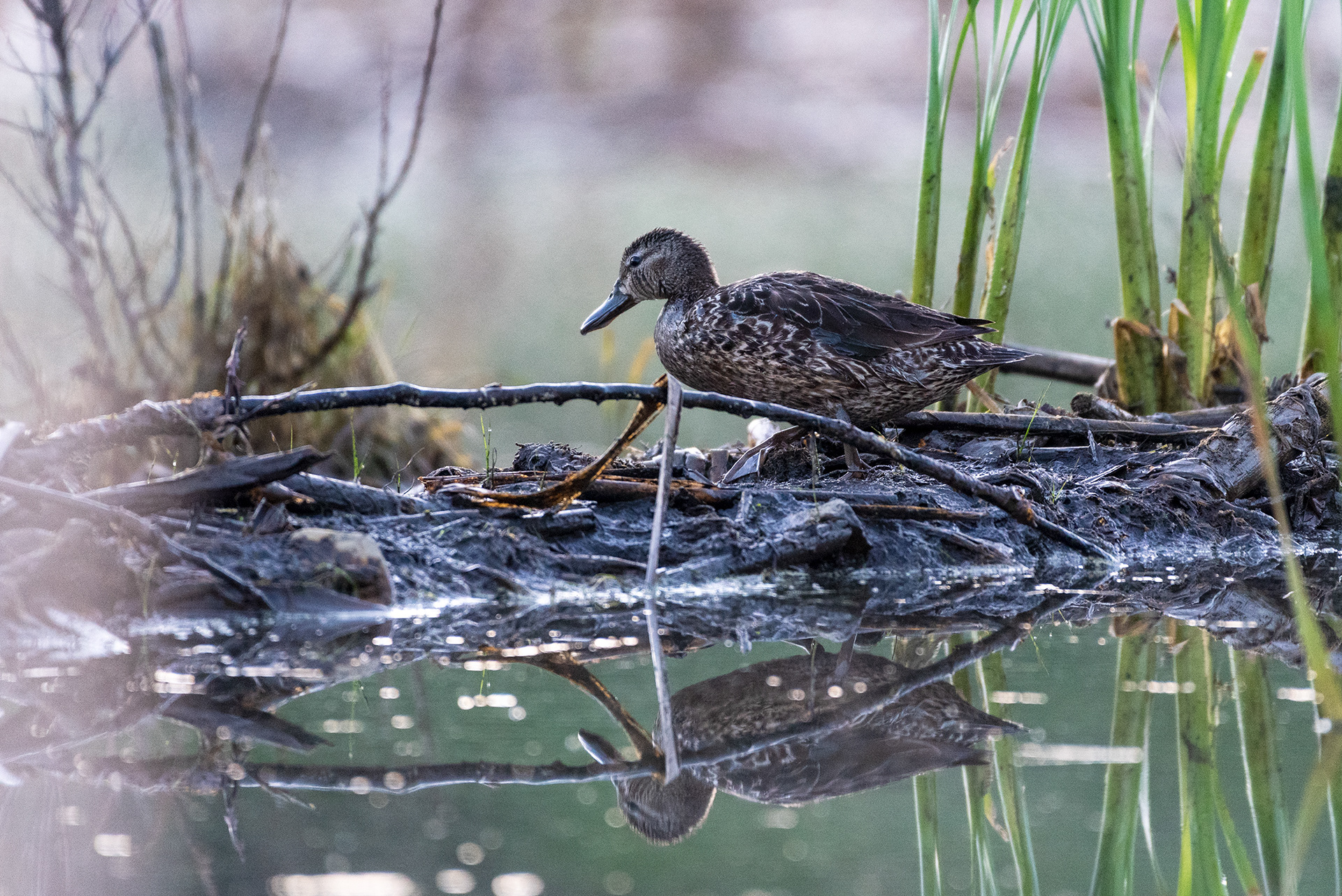 Duck