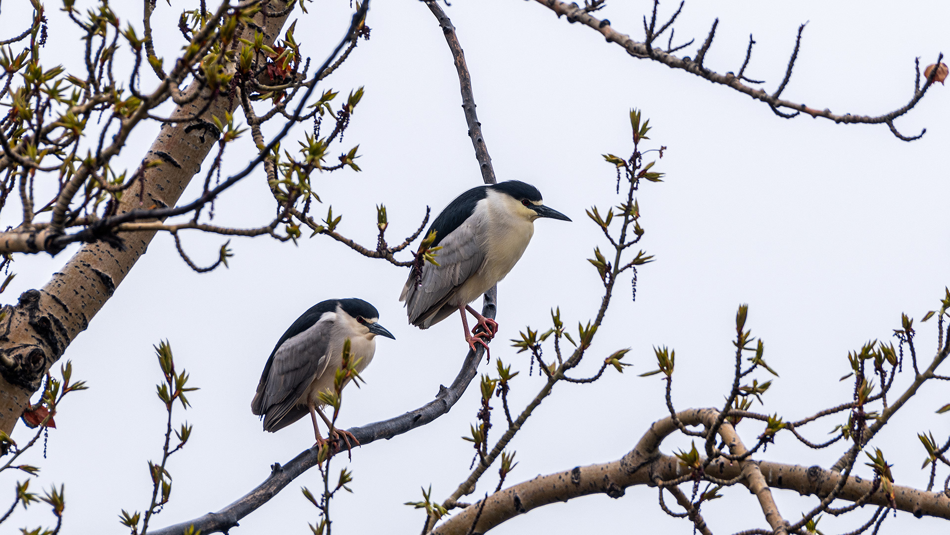 Black-crowned Night-Herons at Bridlewood Wetlands Park, Calgary, Alberta