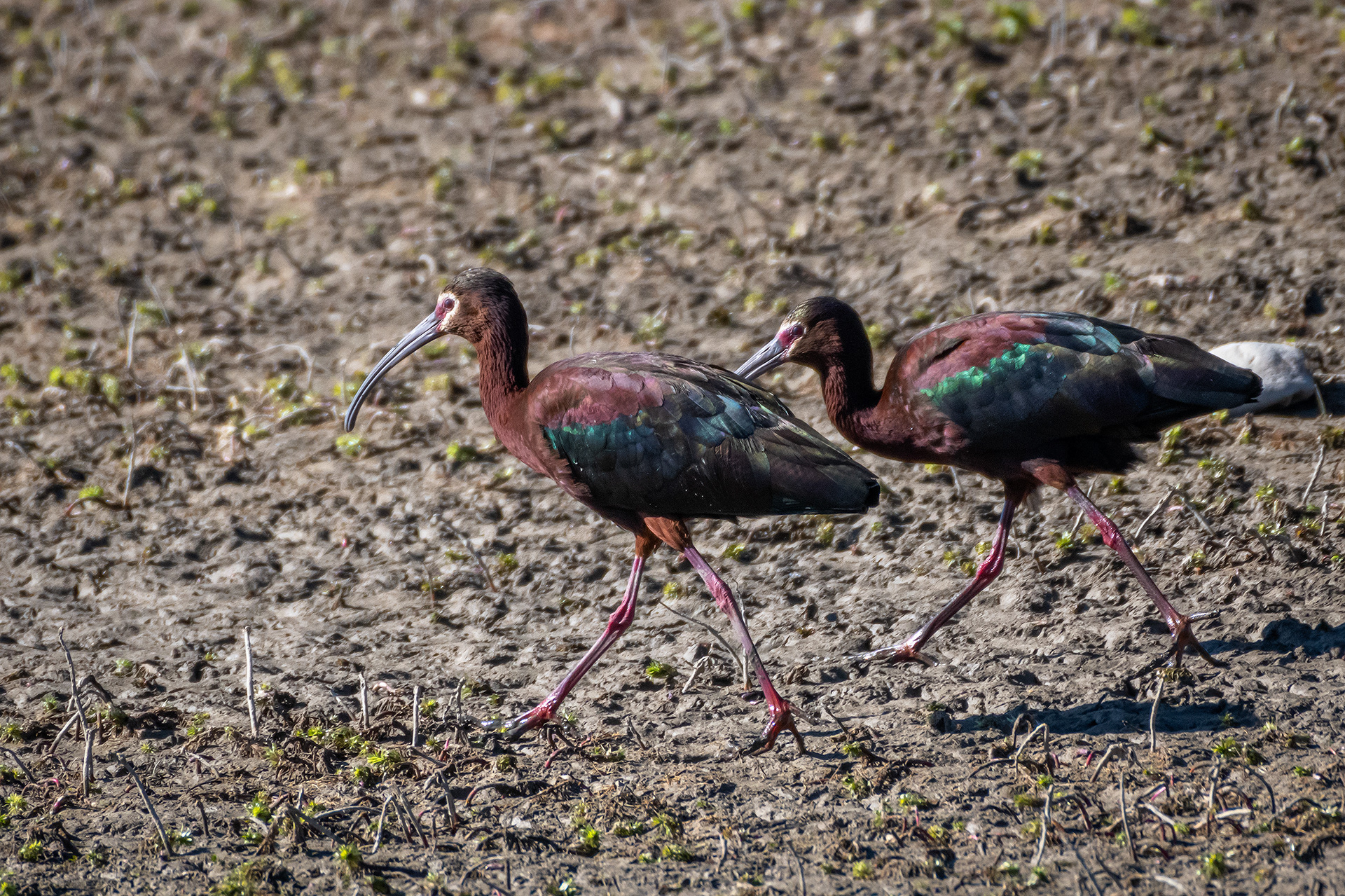 White-faced Ibises, Glenmore Reservoir, North Glenmore Park, Calgary, AB