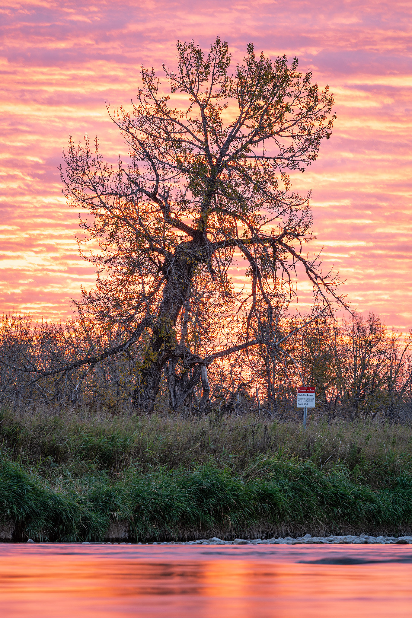 Tree portrait during Sunrise, from the Mallard Point area of Fish Creek Provincial Park, Calgary, AB - October 12th, 2022 (7:52 AM, 34 Mp)