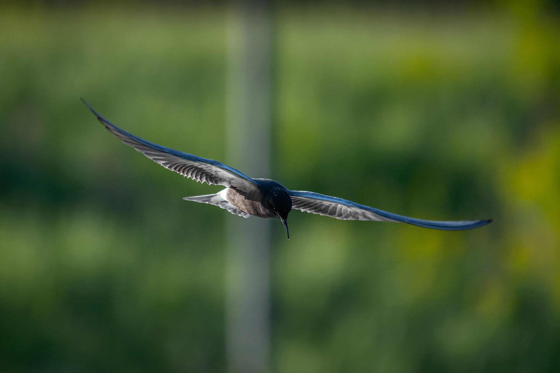 Black Tern (in flight), Marshall Springs ponds, Fish Creek Provincial Park, Calgary, AB