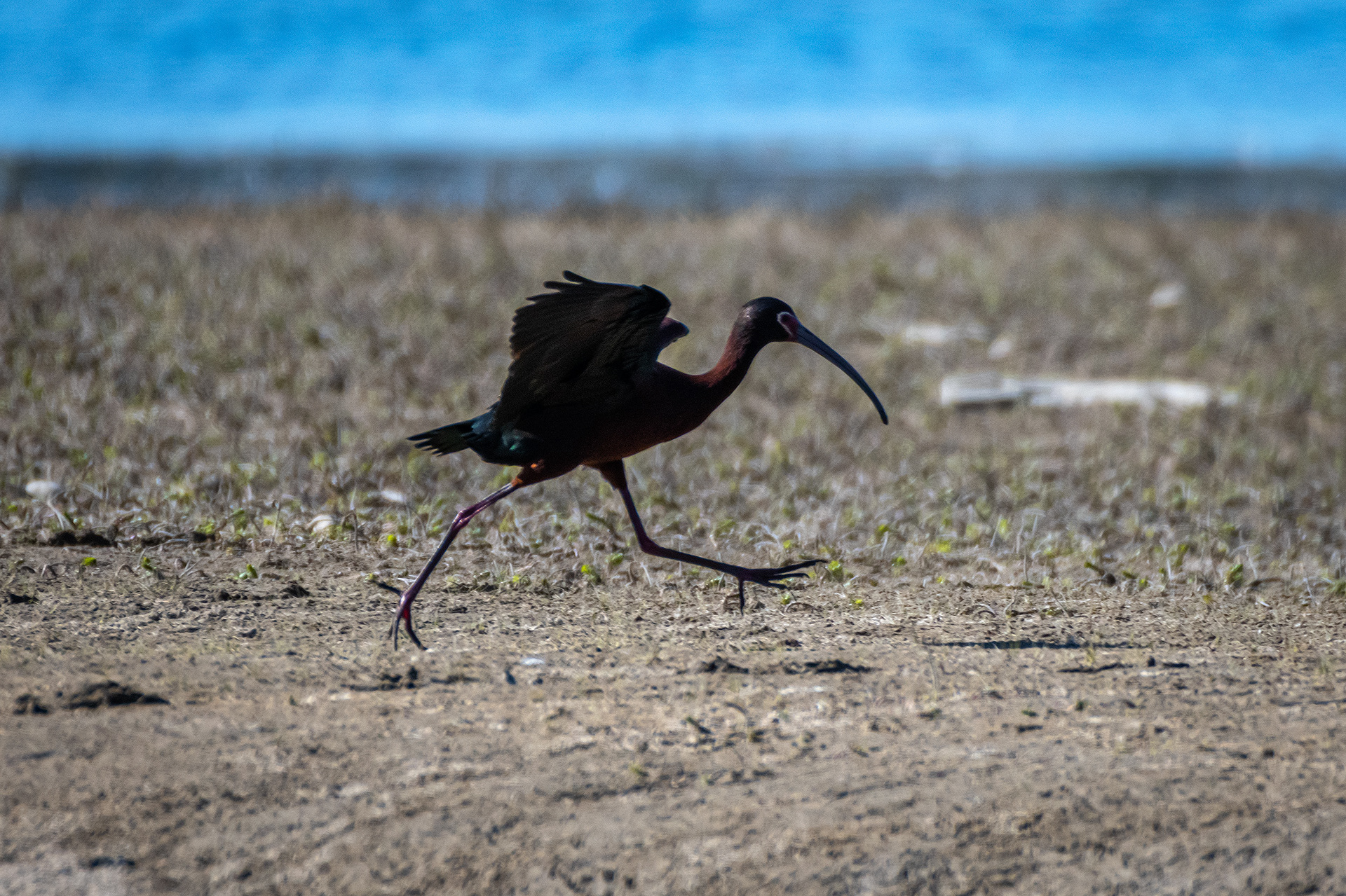 White-faced Ibis, Glenmore Reservoir, North Glenmore Park, Calgary, AB