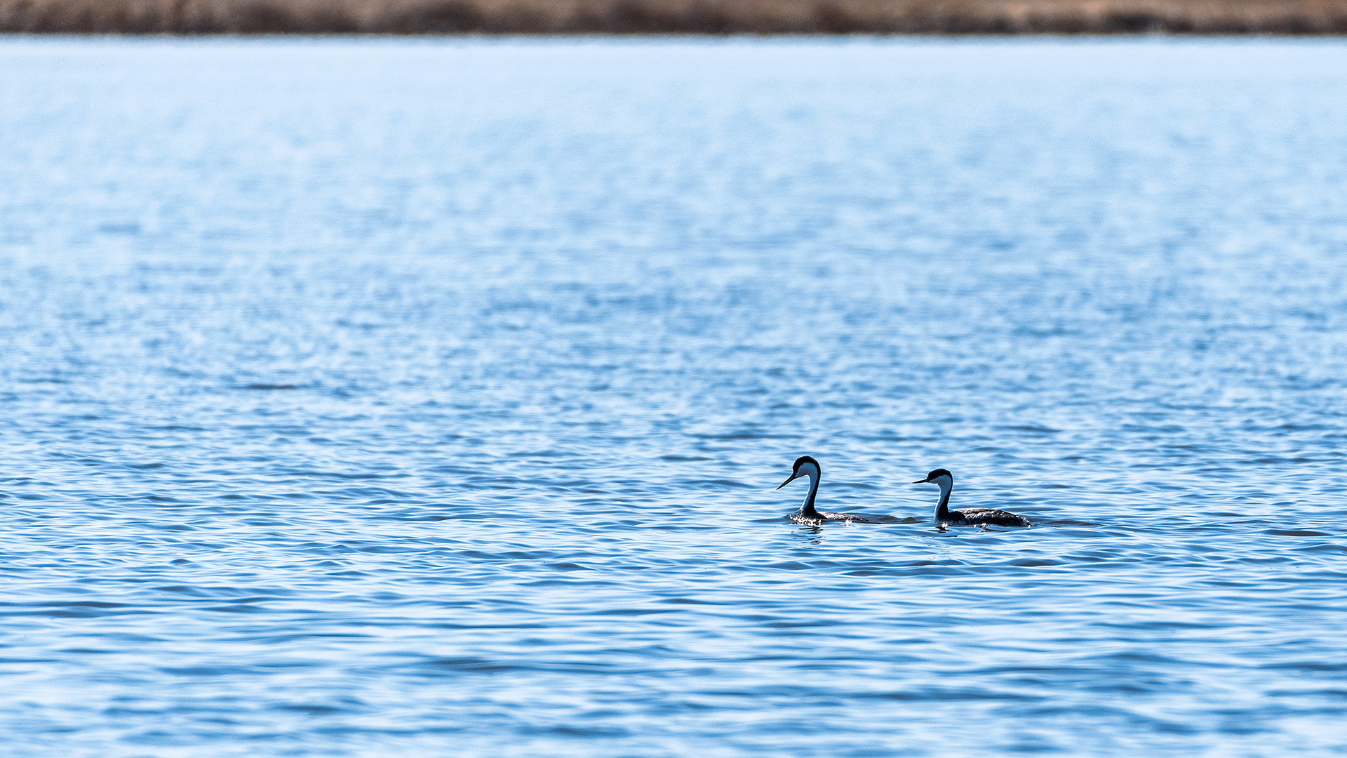 Western Grebe pair at Frank Lake, AB