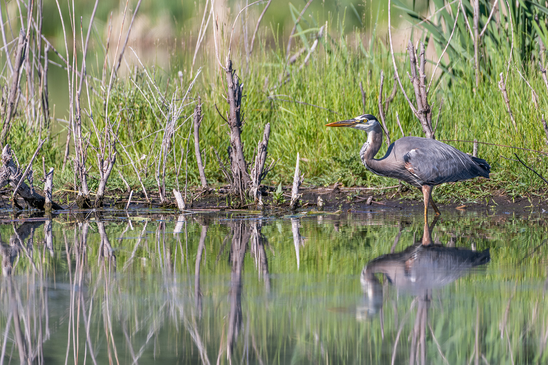 Great Blue Heron fishing, Marshall Springs - Fish Creek Prov. Park, Calgary, AB