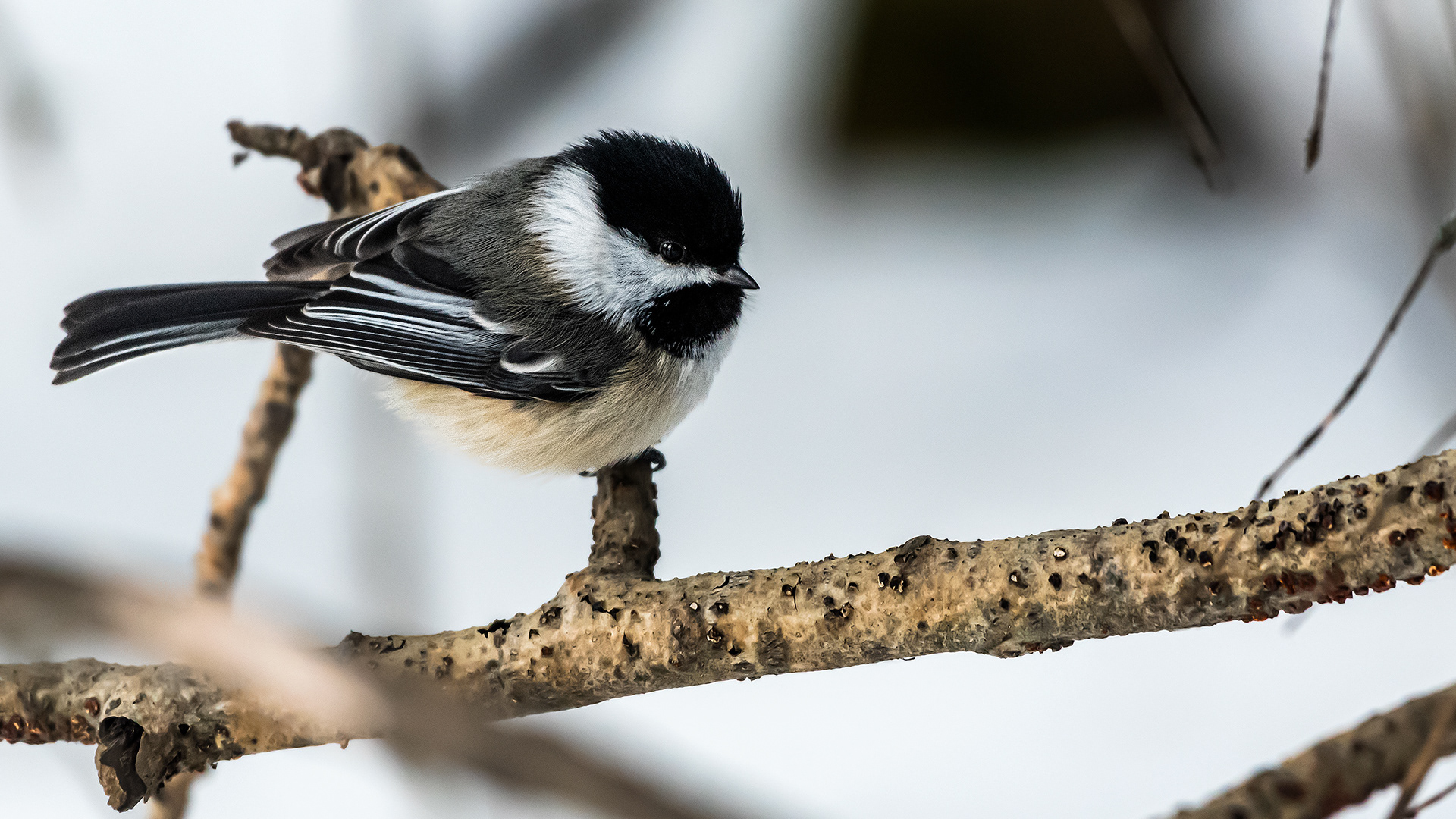 Black-capped Chickadee near Marshall Springs, Fish Creek Prov. Park, Calgary, AB
