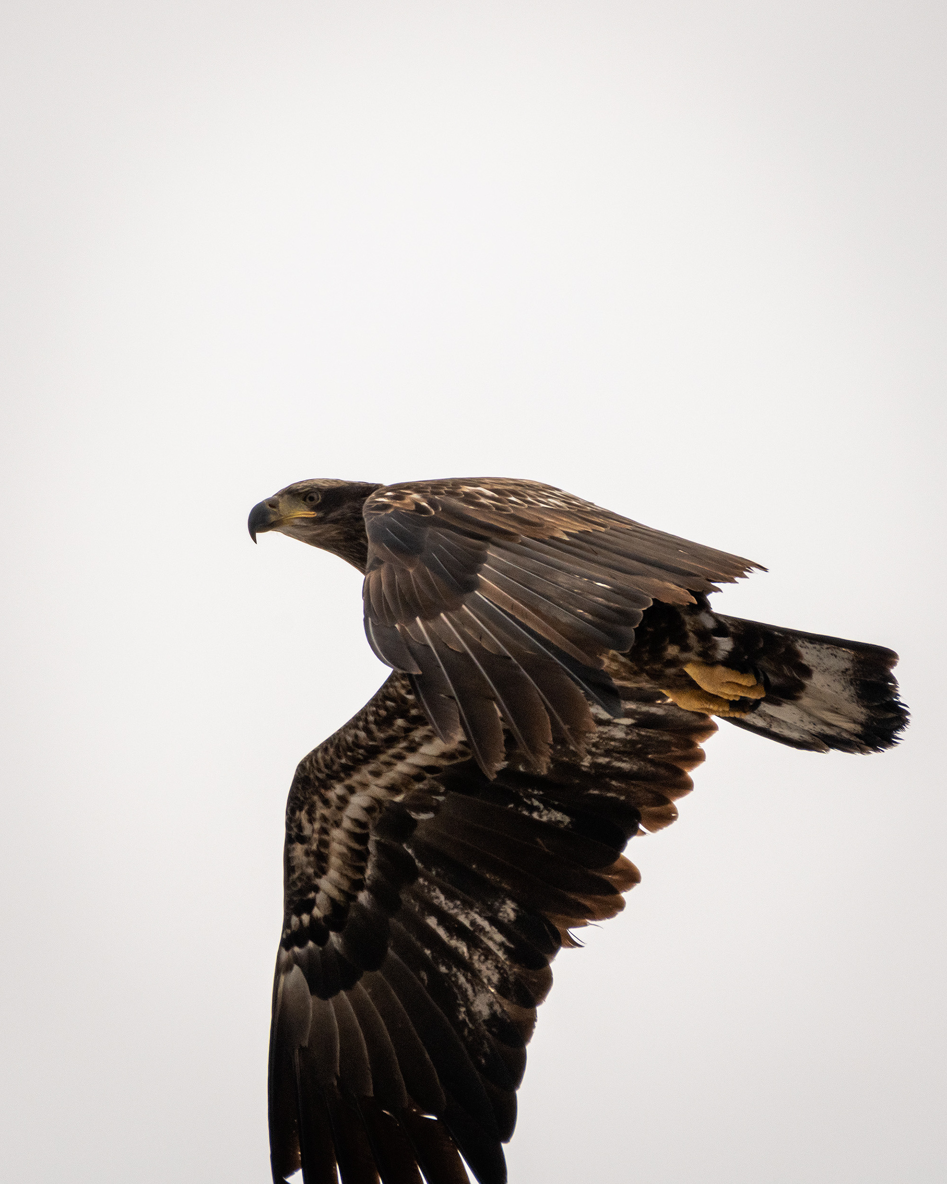 Bald Eagle (immature) in flight - Southview Off Leash Dog Park, Calgary, AB