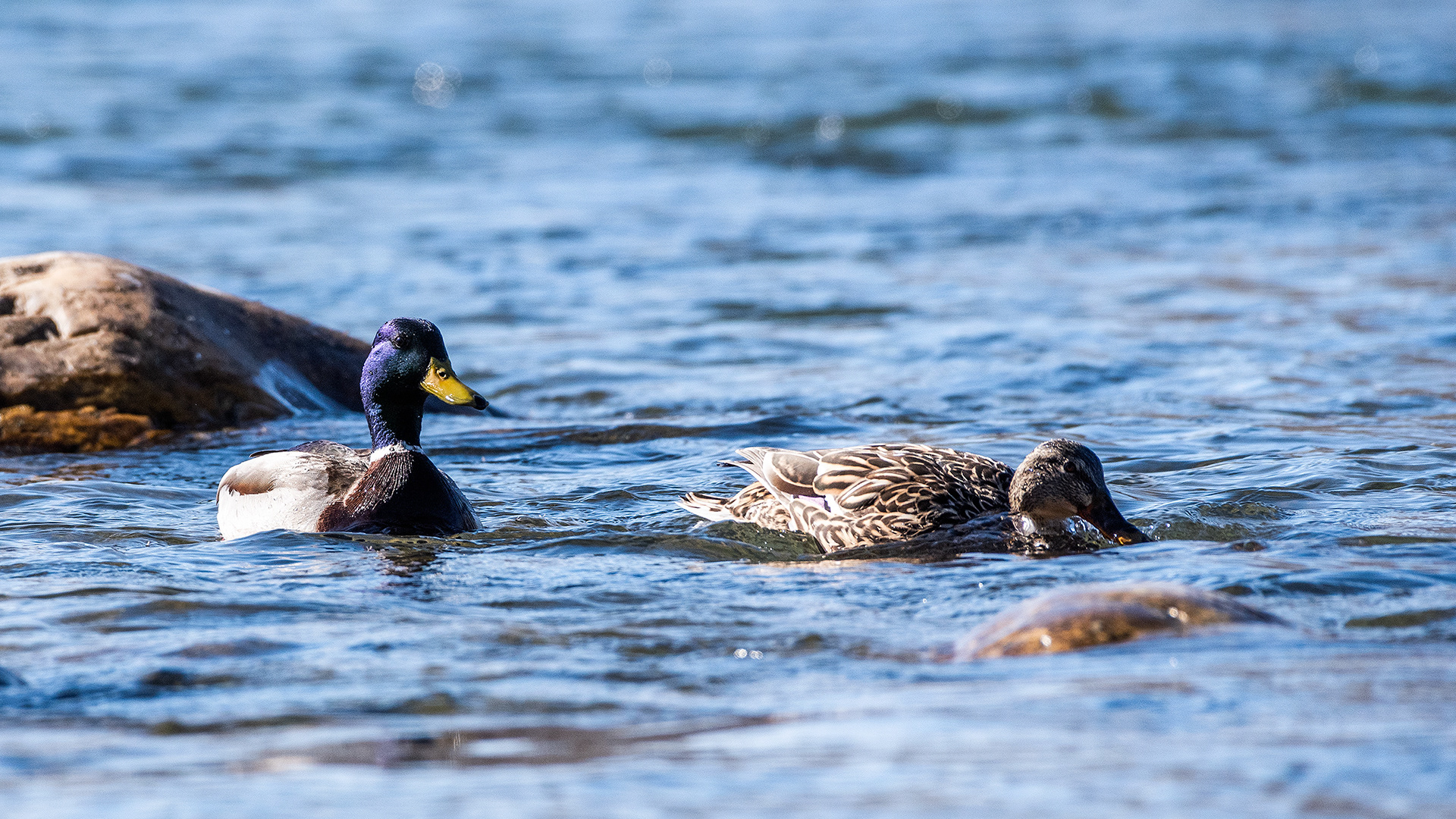 Mallard pair on the Bow River near Carburn Park, Calgary, AB