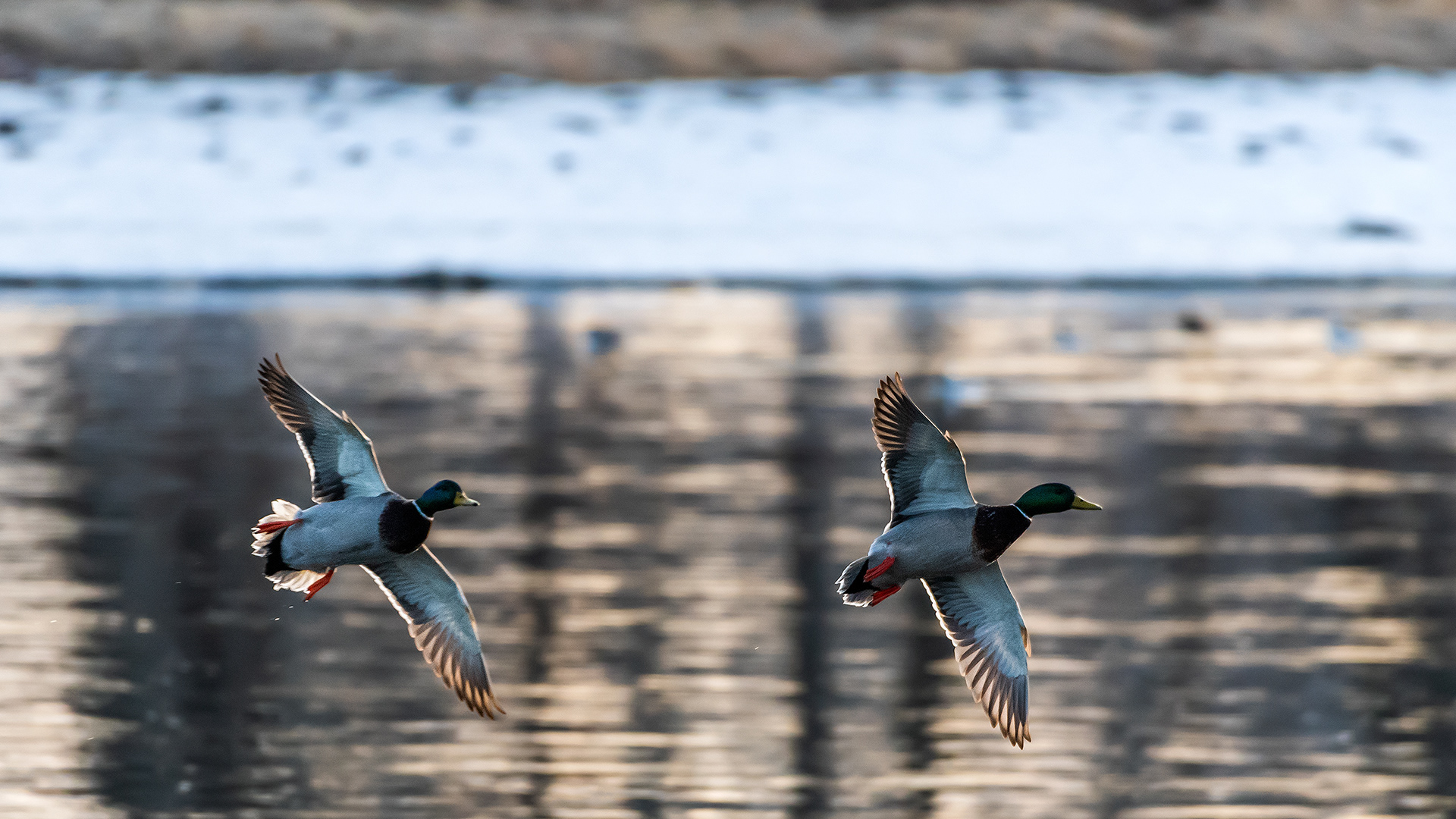 Mallards (male, in flight) near Mallard Point, Fish Creek Prov. Park, Calgary, AB