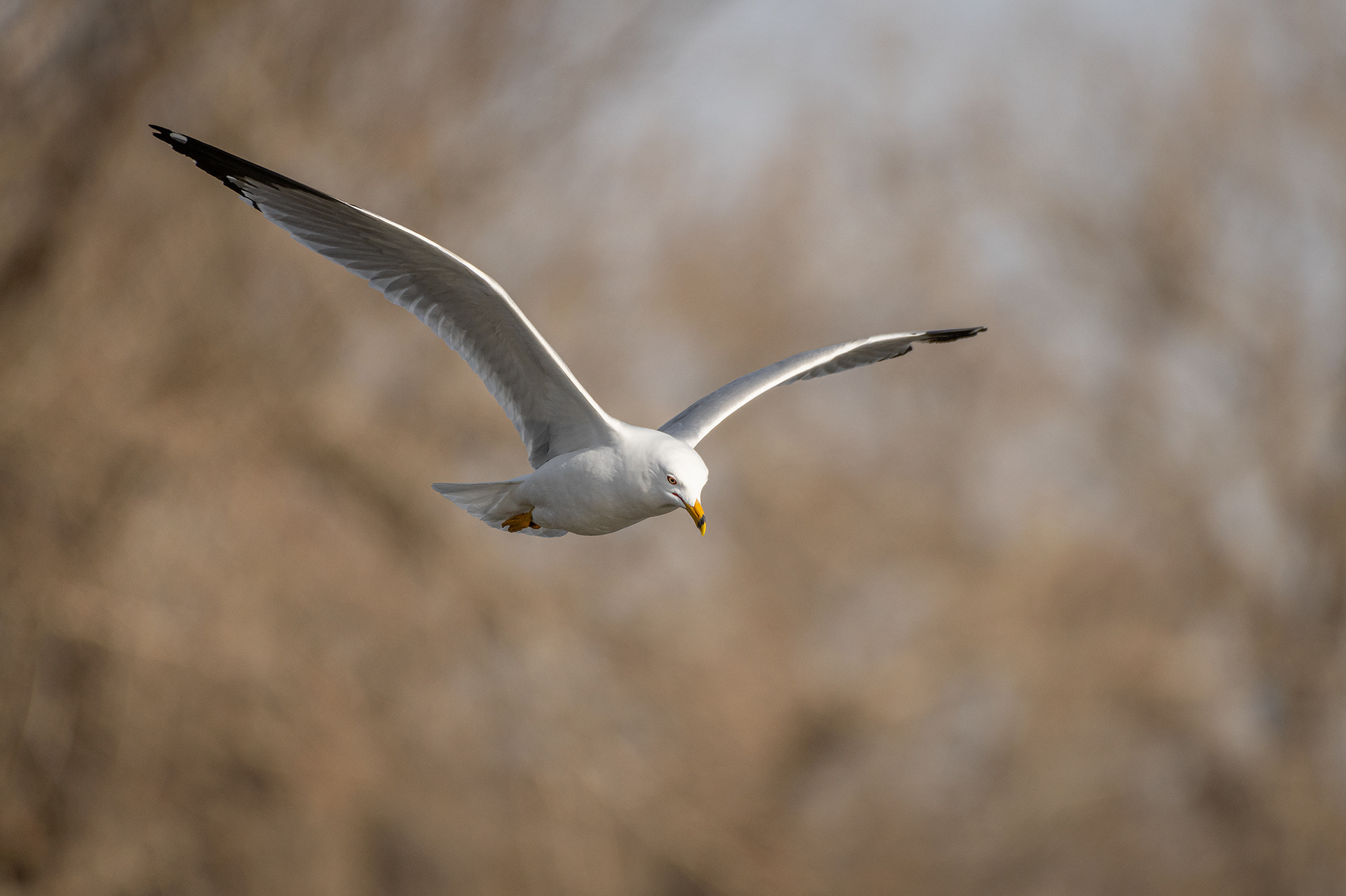 Ring-billed Gull (in flight), near the Harvie Passage of the Bow River, Pearce Estate Park, Calgary, AB