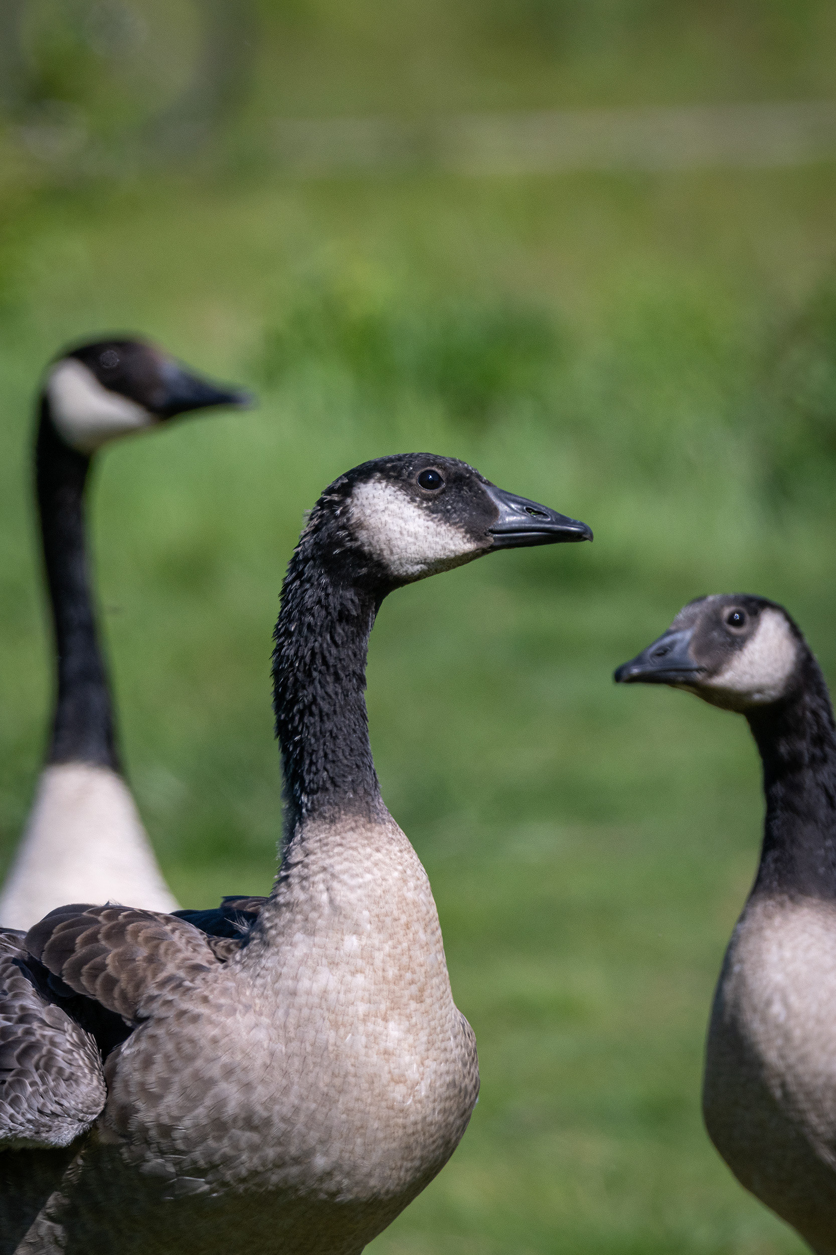 Canada Goose (immature) close-up, Marshall Springs ponds, Fish Creek Provincial Park, Calgary, AB