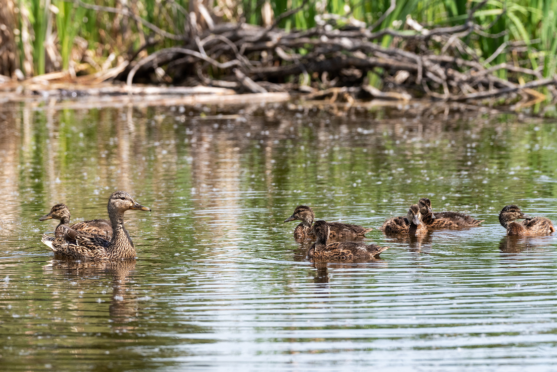 Mallard, ducklings, Weaselhead Flats , Elbow River, Calgary, Alberta