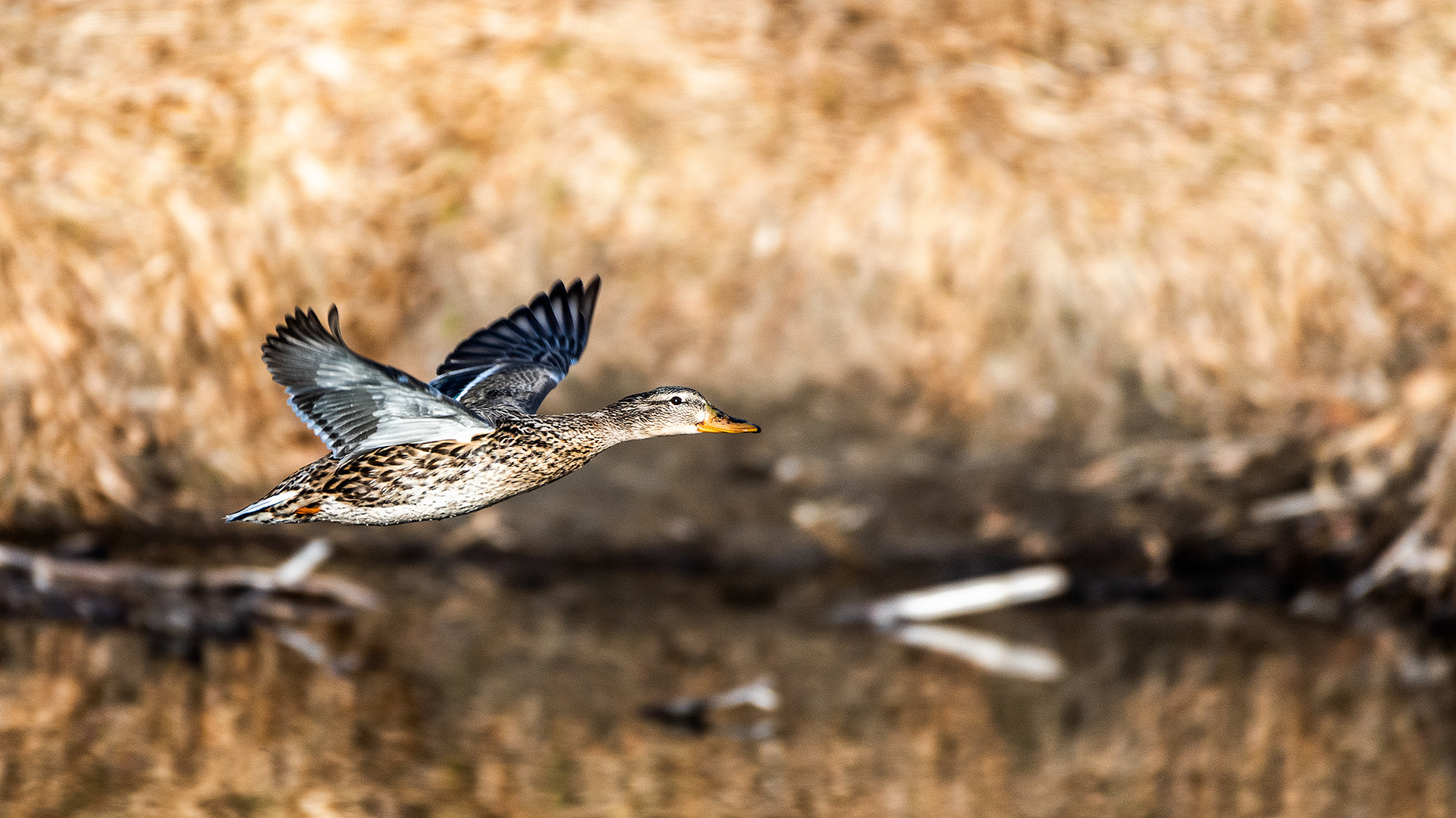 Mallard (female) in flight at the Inglewood Bird Sanctuary & Nature Centre, Calgary, Alberta