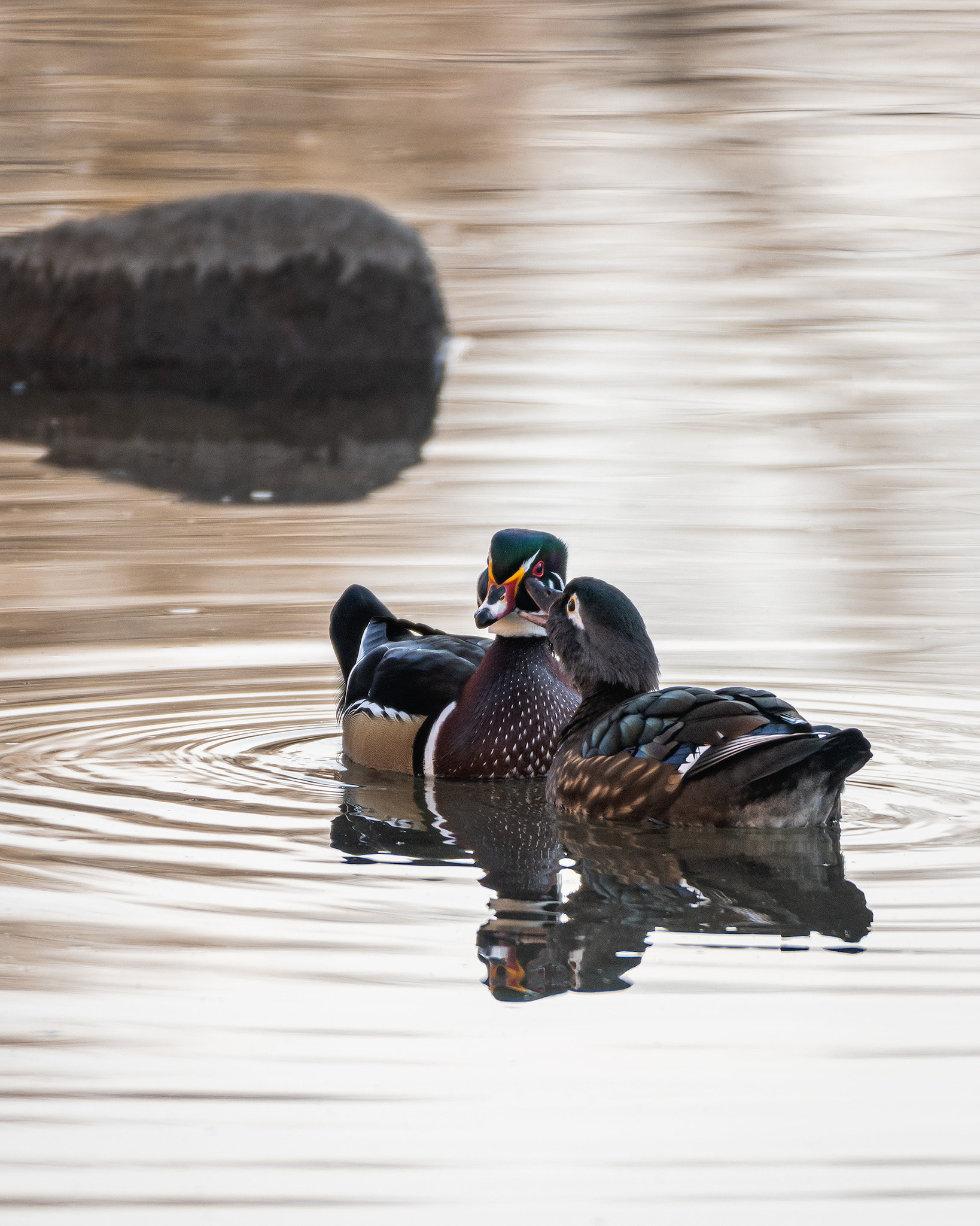 Wood Duck pair, Inglewood Bird Sanctuary, Calgary, AB - October 19th