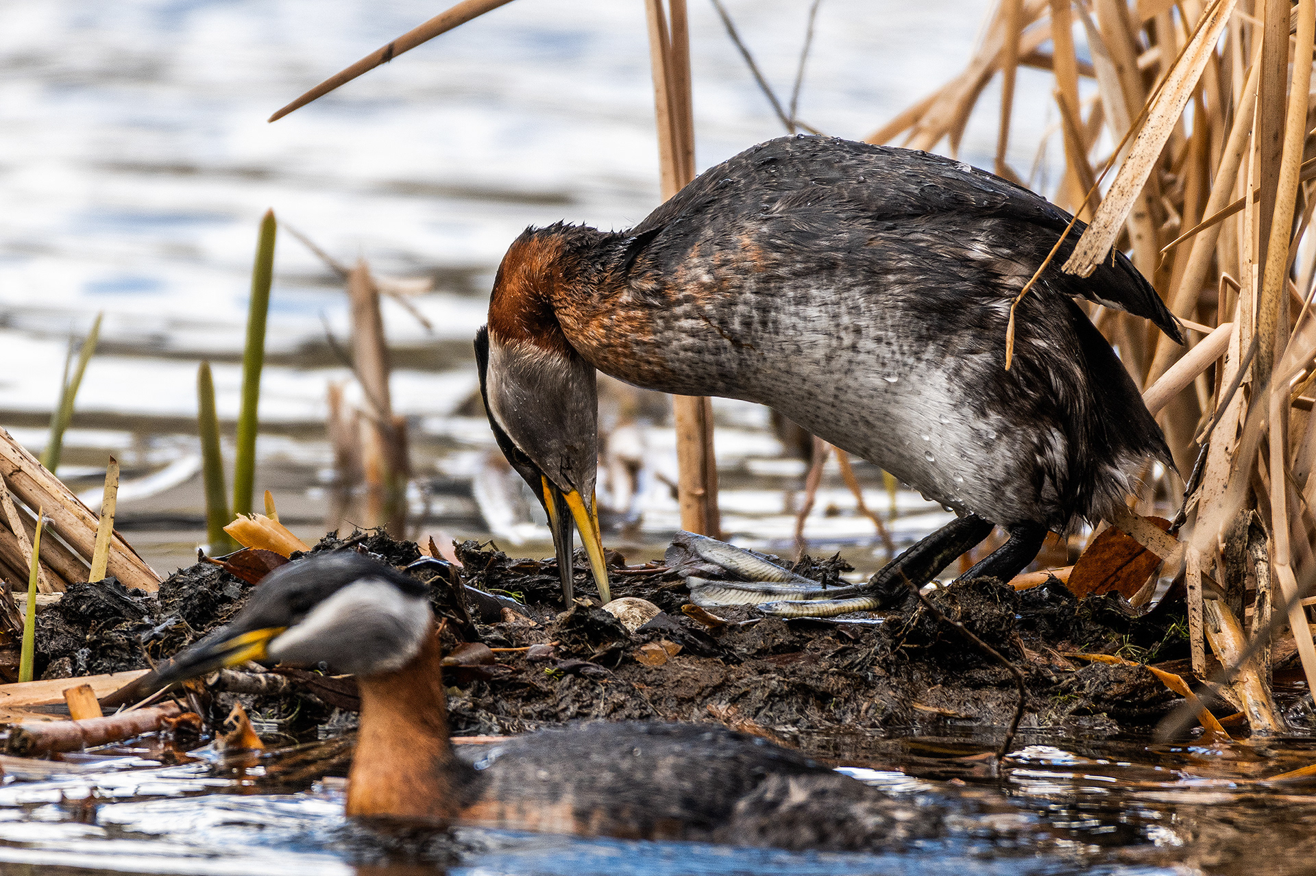 Red-necked Grebes doing some maintenance on the nest at Bridlewood Wetlands Park, Calgary, Alberta