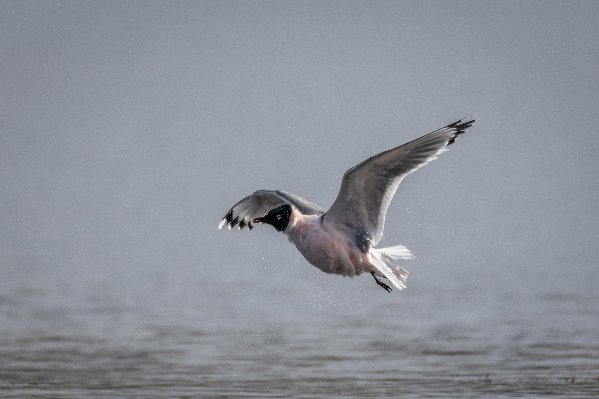 Franklin's Gull (in flight), Glenmore Reservoir, North Glenmore Park, Calgary, AB