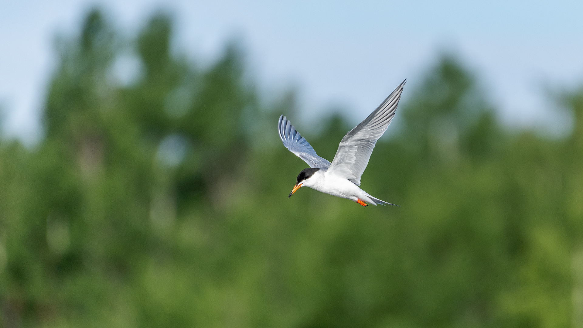 Common Tern (in flight) at the Marshall Springs ponds in Fish Creek Provincial Park, Calgary, AB