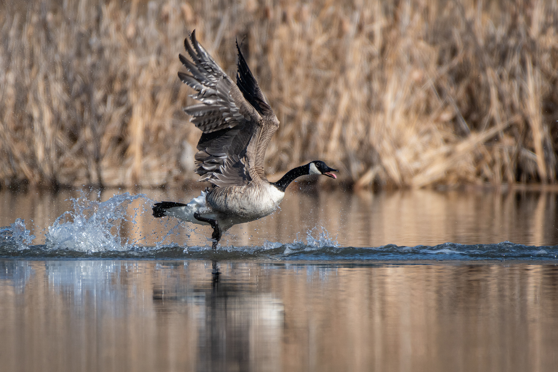 Canada Goose, Marshall Springs, Fish Creek Provincial Park, Calgary, AB