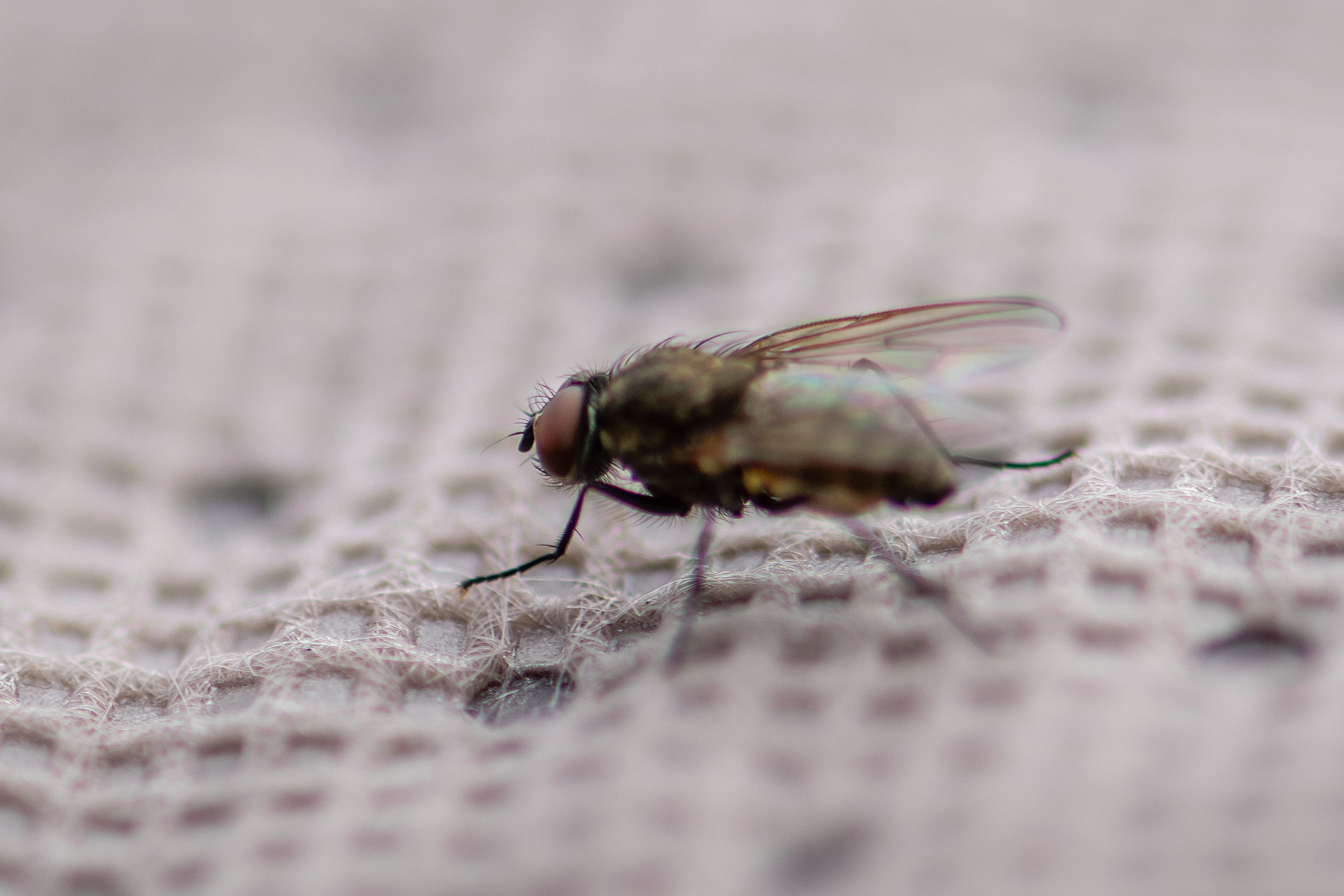 Fly, Bridlewood, Calgary, AB