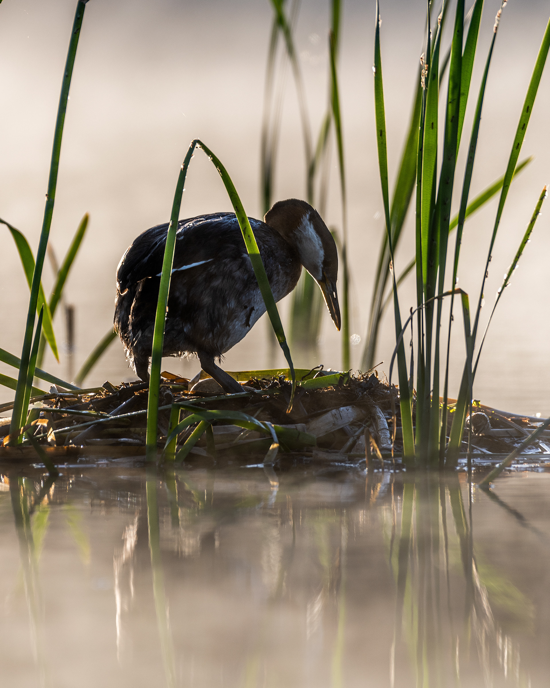 Red-necked Grebe on a nest, Marshall Springs, Fish Creek Prov. Park, Calgary, AB