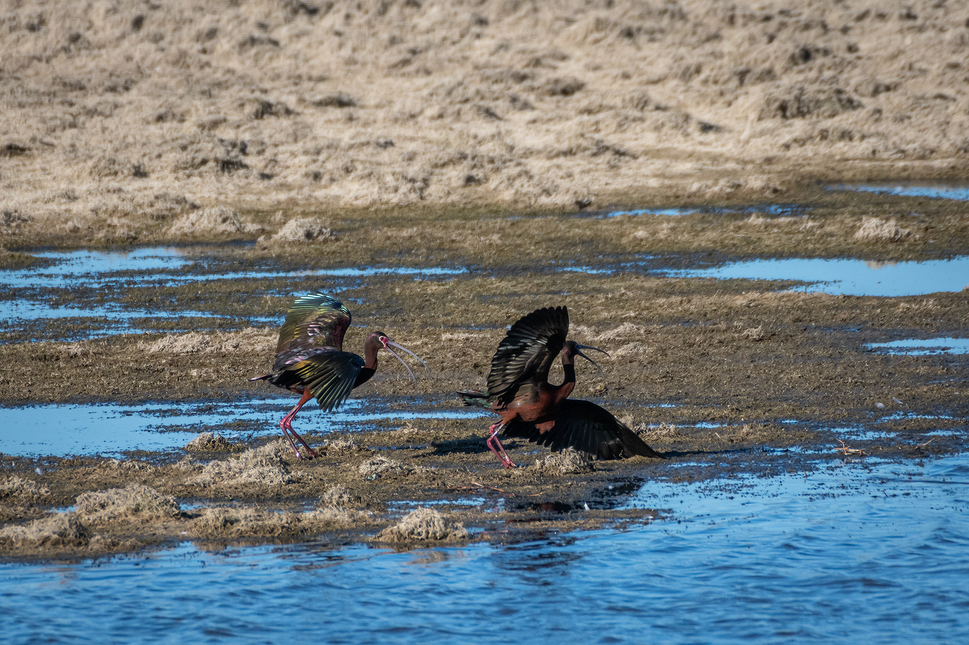 White-faced Ibises, Glenmore Reservoir, North Glenmore Park, Calgary, AB