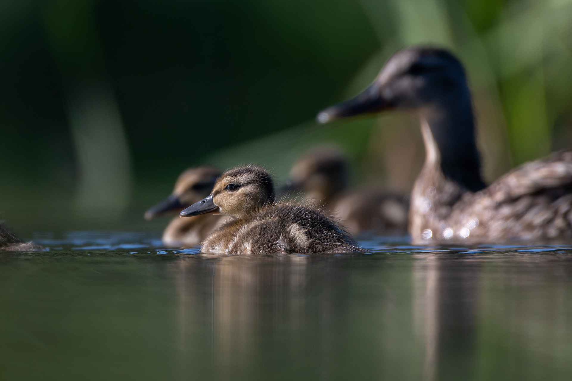 Ducklings, Marshall Springs ponds, Fish Creek Provincial Park, Calgary, AB