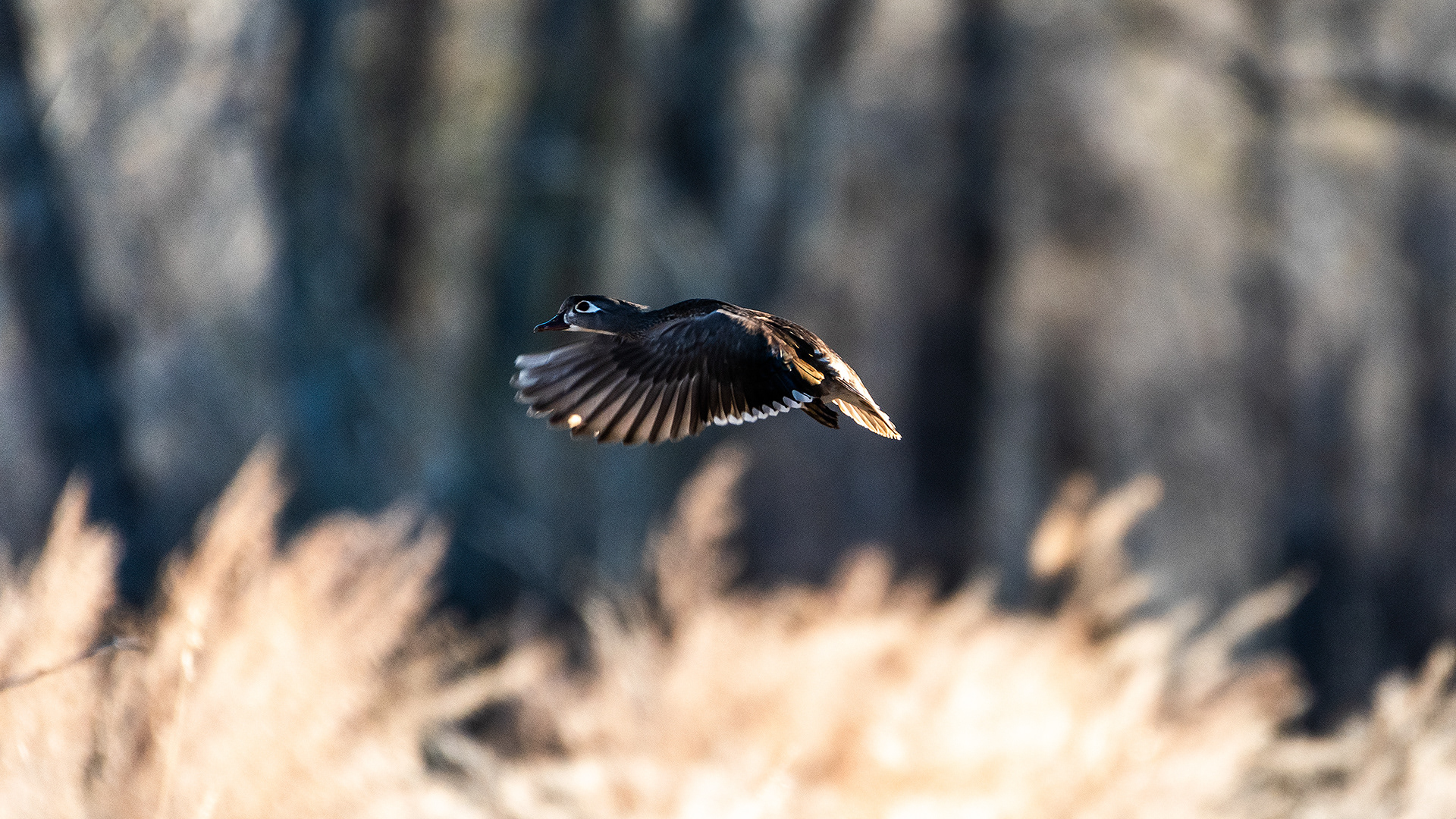 Wood Duck (female) in flight at the Inglewood Bird Sanctuary & Nature Centre, Calgary, Alberta