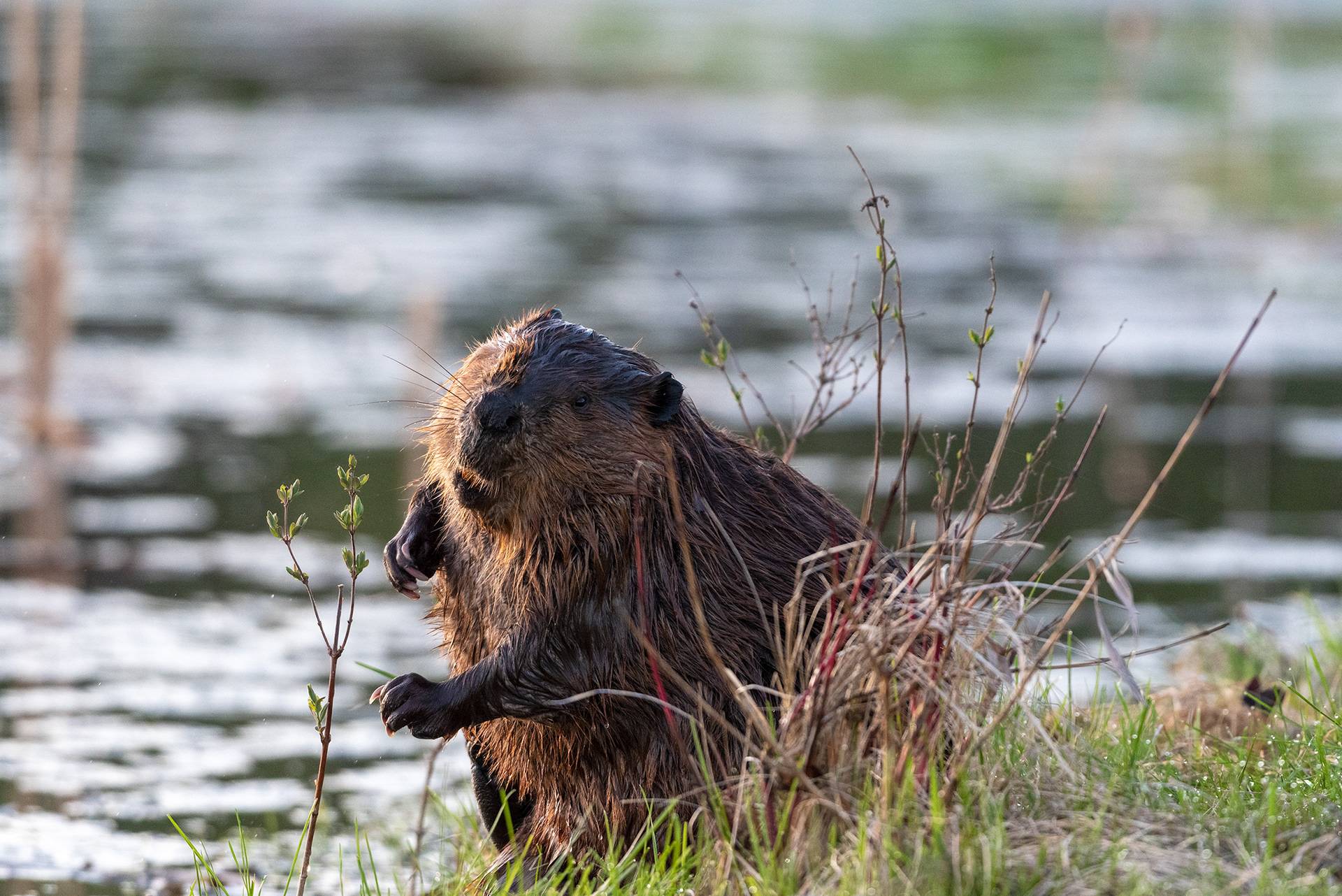 beaver, Marshall Springs, Fish Creek Provincial Park, Calgary, Alberta