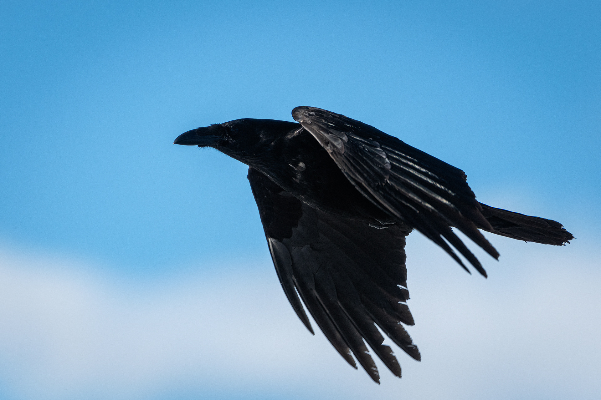 Common Raven in flight - Southview Off Leash Dog Park, Calgary, AB