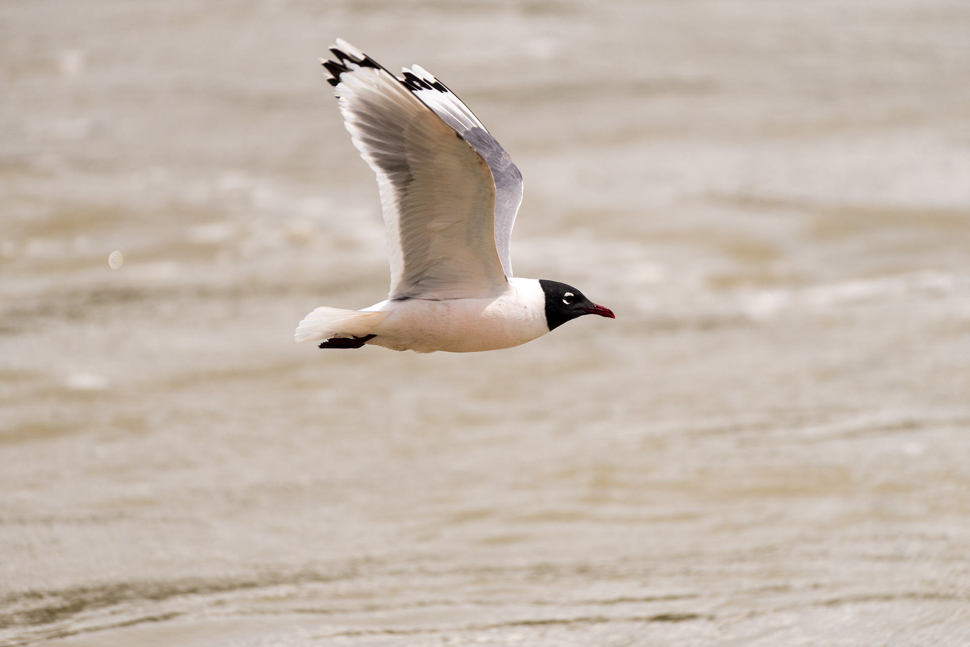 Franklin’s Gull, Fish Creek Wastewater Treatment Plant, Fish Creek Provincial Park, Bow River, Calgary, Alberta