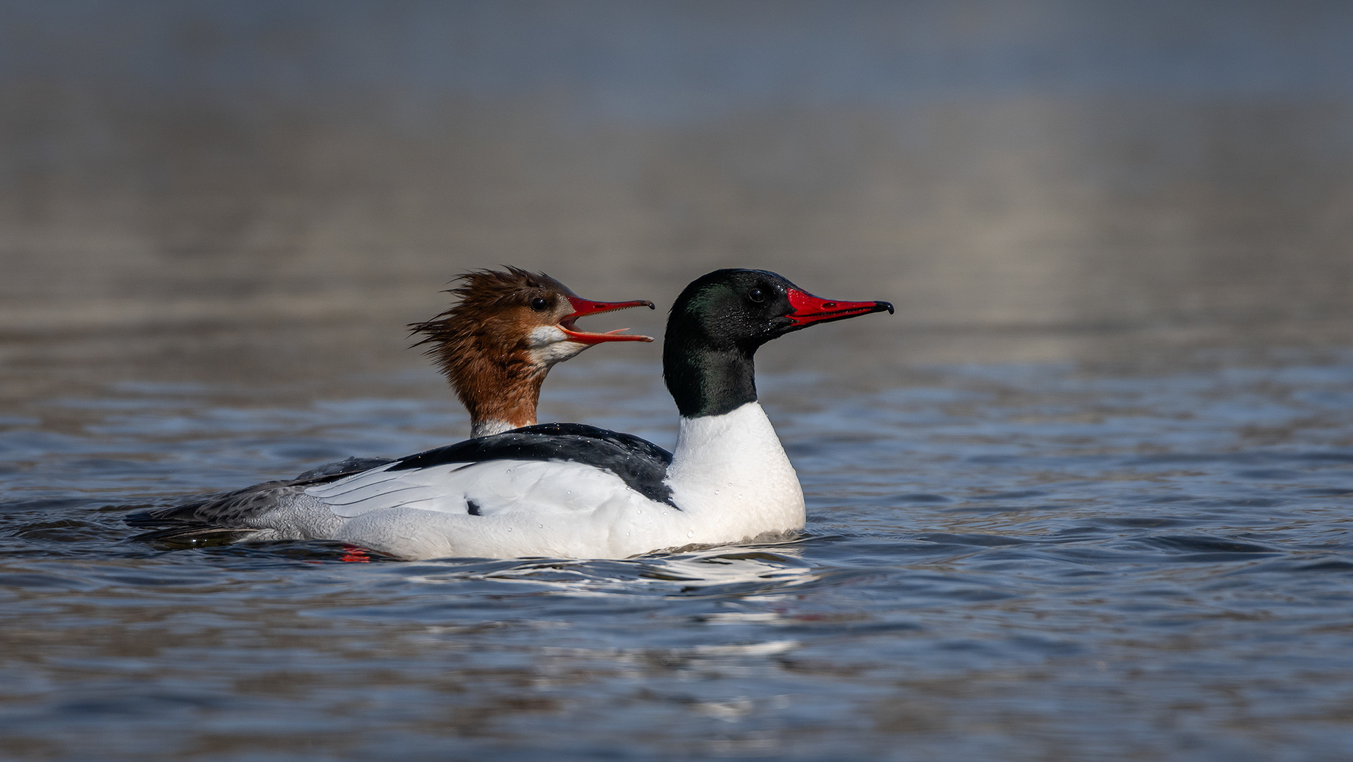 Common Merganser pair, near the Harvie Passage of the Bow River, Pearce Estate Park, Calgary, AB