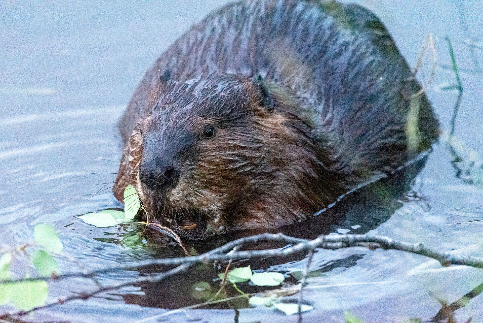 Beaver enjoying a freshly downed tree