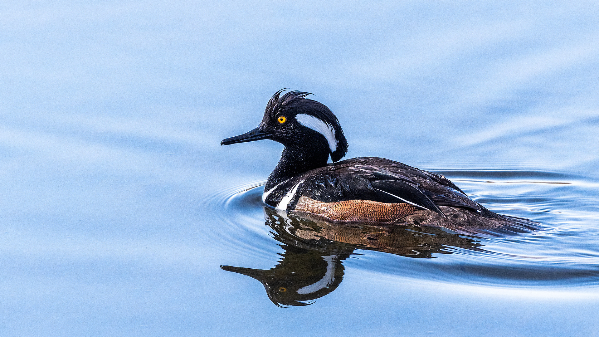 Hooded Merganser (male) at the Inglewood Bird Sanctuary & Nature Centre, Calgary, Alberta