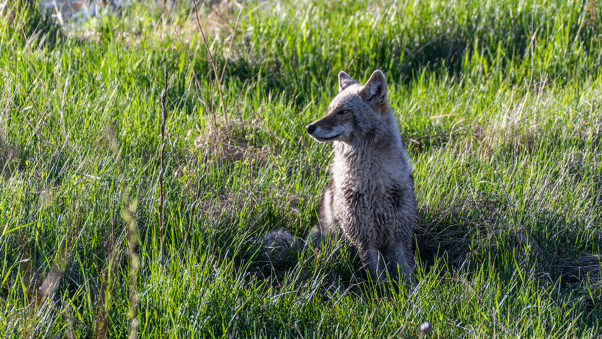 Coyote at Marshall Springs, Fish Creek Provincial Park, Calgary, Alberta