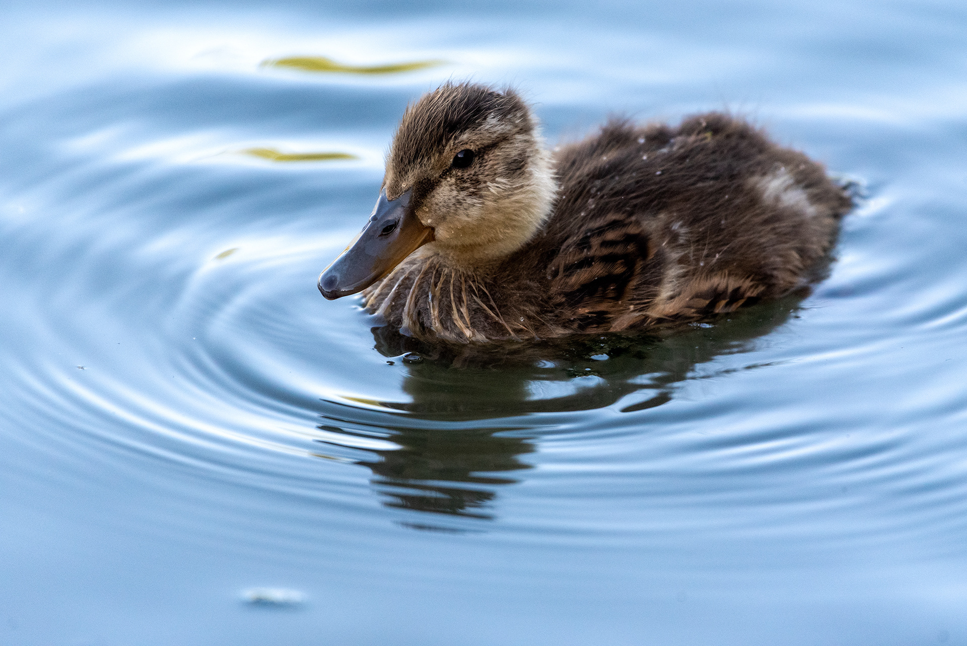 Mallard duckling
