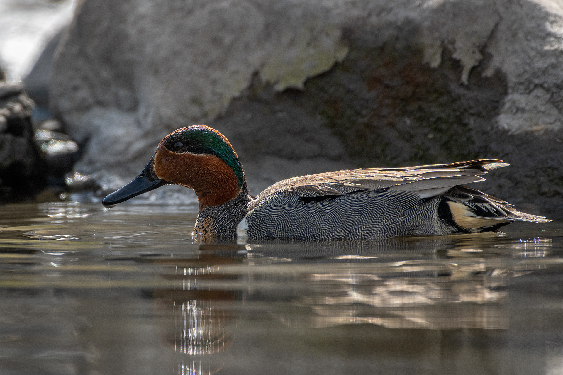 Green-winged Teal (male), Marshall Springs, Fish Creek Provincial Park, Calgary, AB