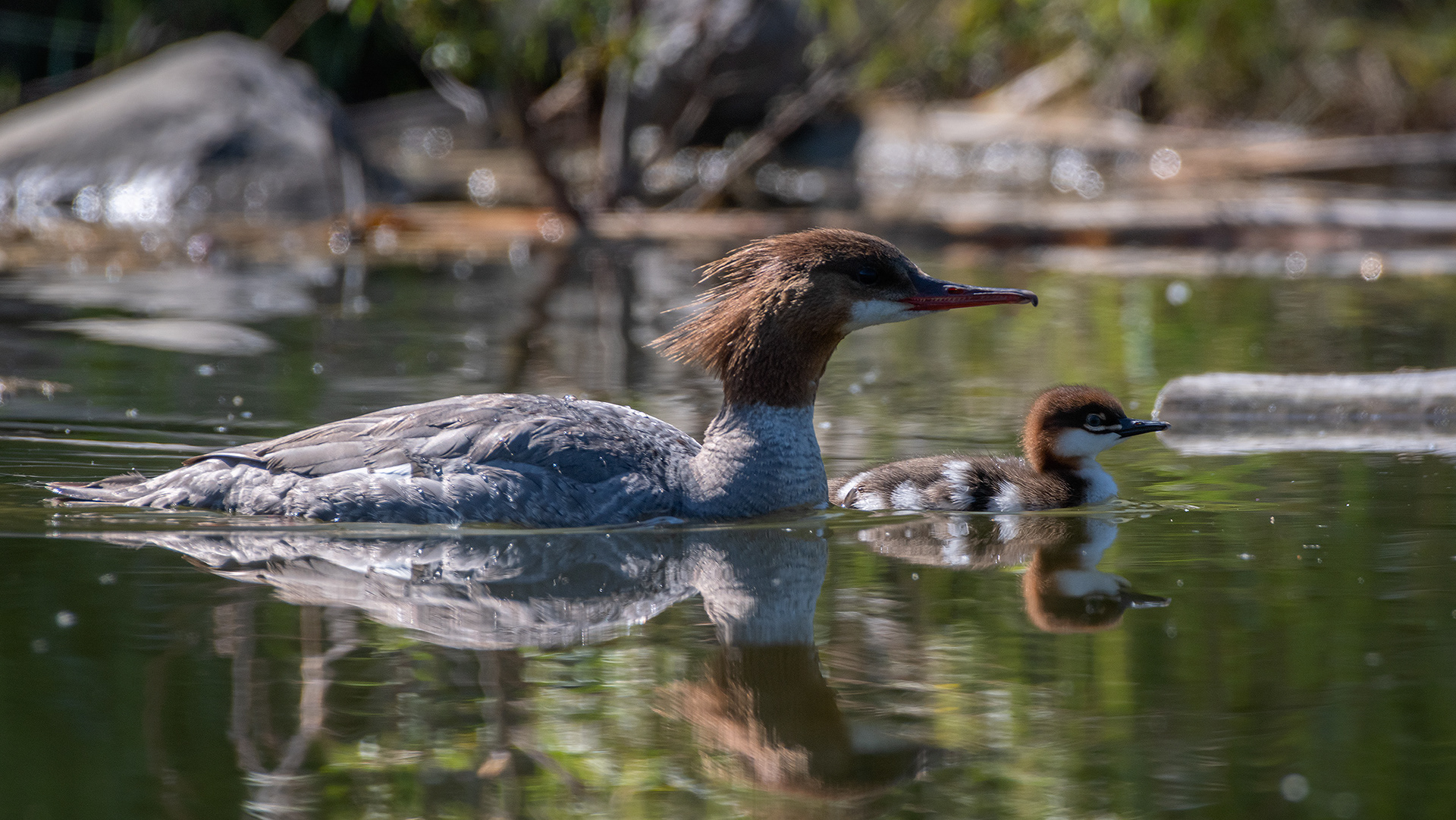 Common Mergansers, Marshall Springs ponds, Fish Creek Provincial Park, Calgary, AB