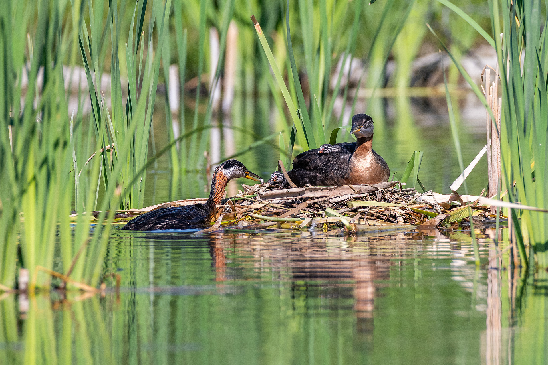 Red-necked Grebe pair at their nest with two chicks (male on the nest, female feeding the chicks), Marshall Springs - Fish Creek Prov. Park, Calgary, AB