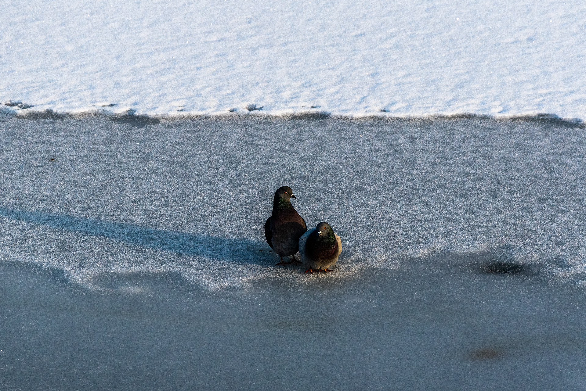 Rock Dove (pigeon) pair on the frozen edge of the Bow River, near Carburn Park