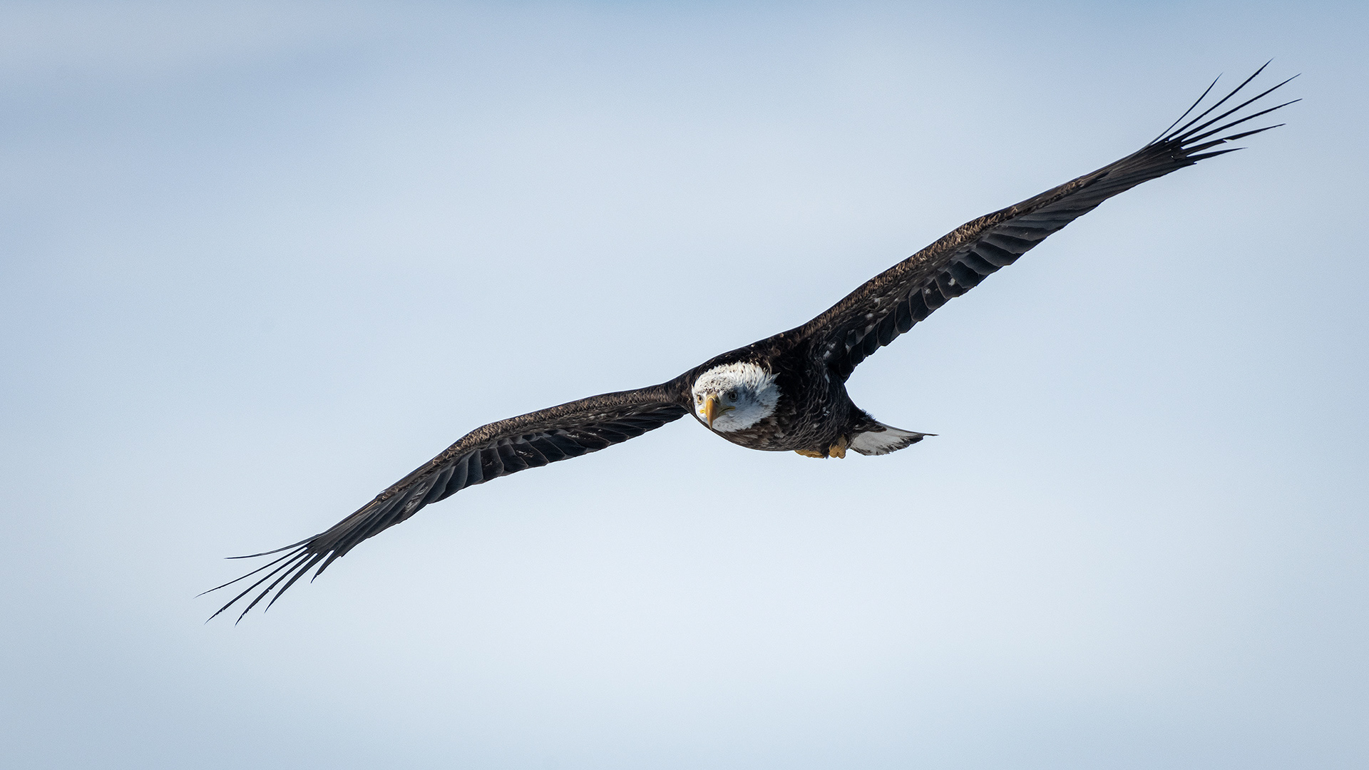 Bald Eagle (immature, but barely) in flight - Southview Off Leash Dog Park, Calgary, AB
