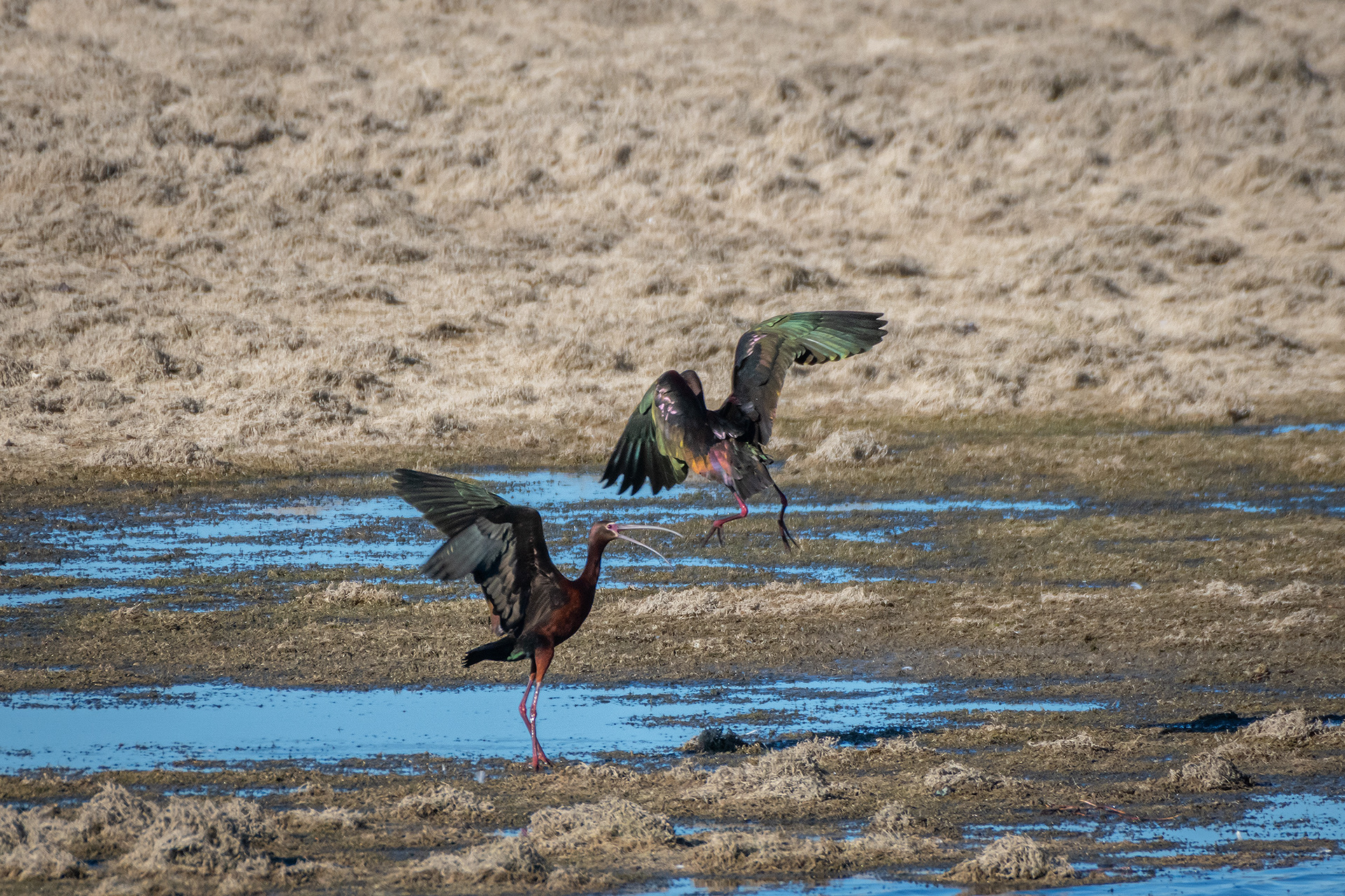 White-faced Ibises, Glenmore Reservoir, North Glenmore Park, Calgary, AB