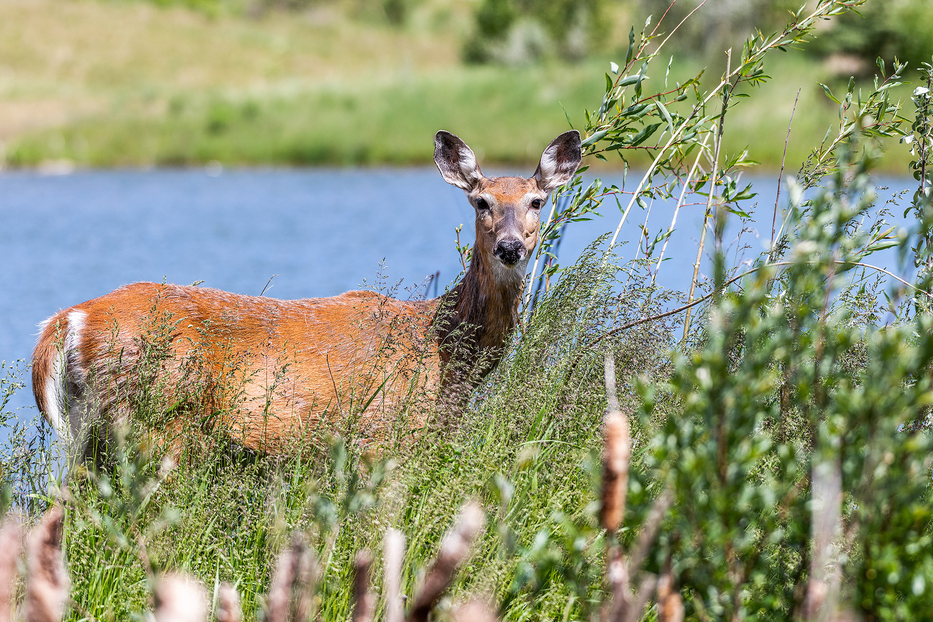 White-Tailed Deer, Marshall Springs, Fish Creek Prov. Park, Calgary, AB