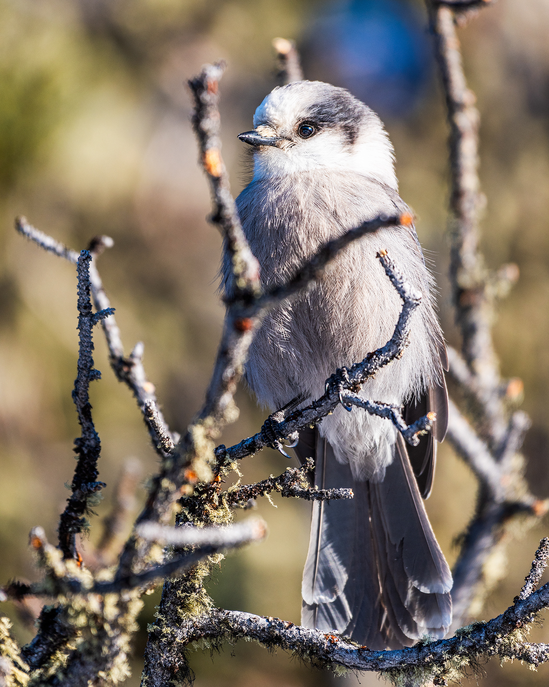 Gray Jay near the peak of Prairie Mountain, close to Elbow Falls, AB