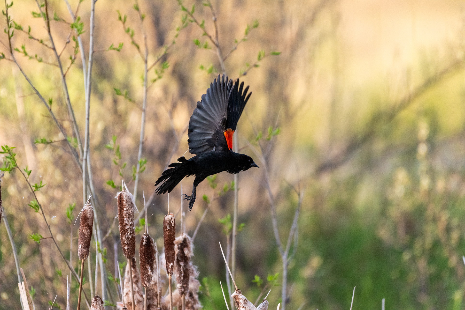 Red-winged Blackbird, Marshall Springs, Fish Creek Provincial Park, Calgary, Alberta