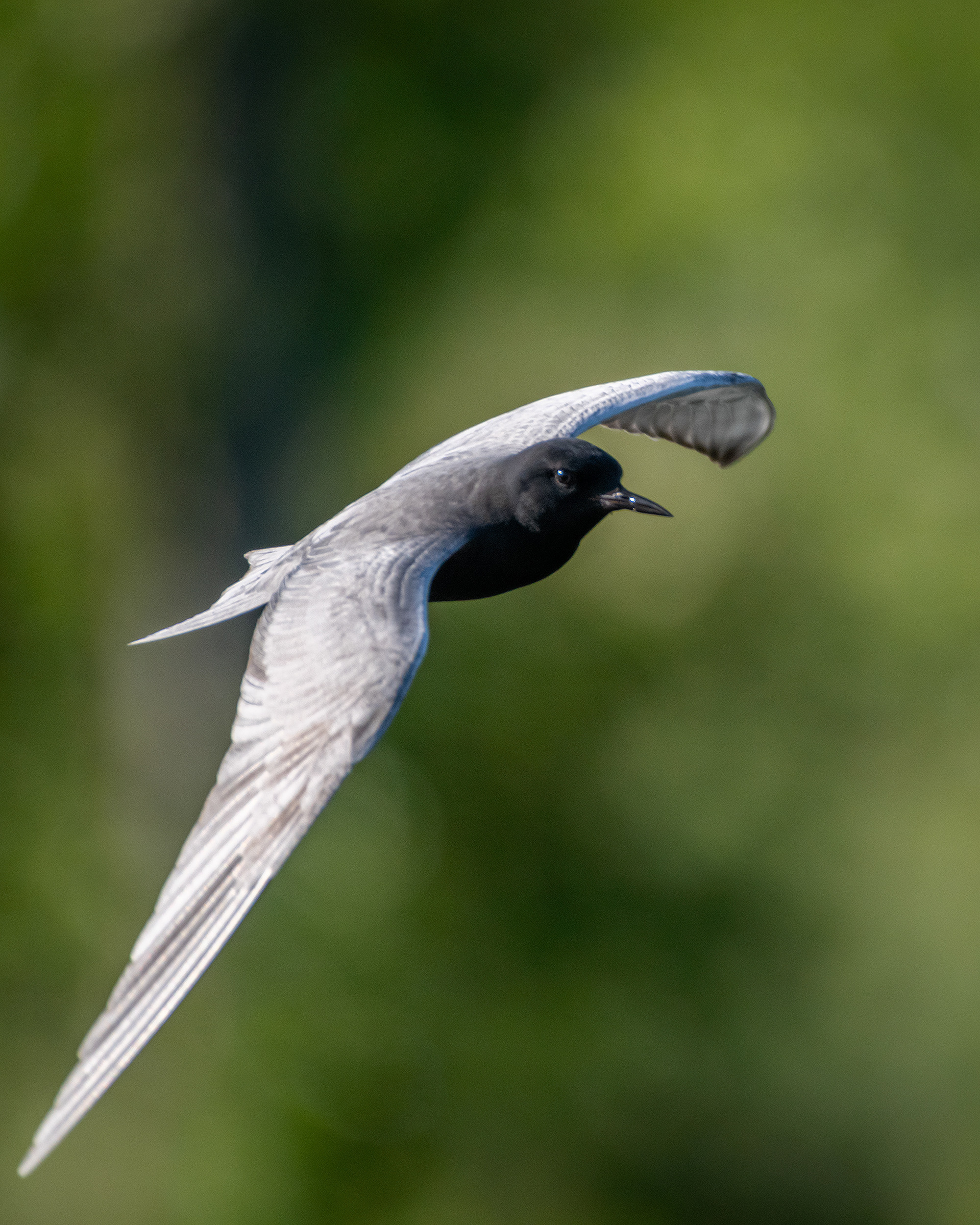 Black Tern (in flight), Marshall Springs ponds, Fish Creek Provincial Park, Calgary, AB