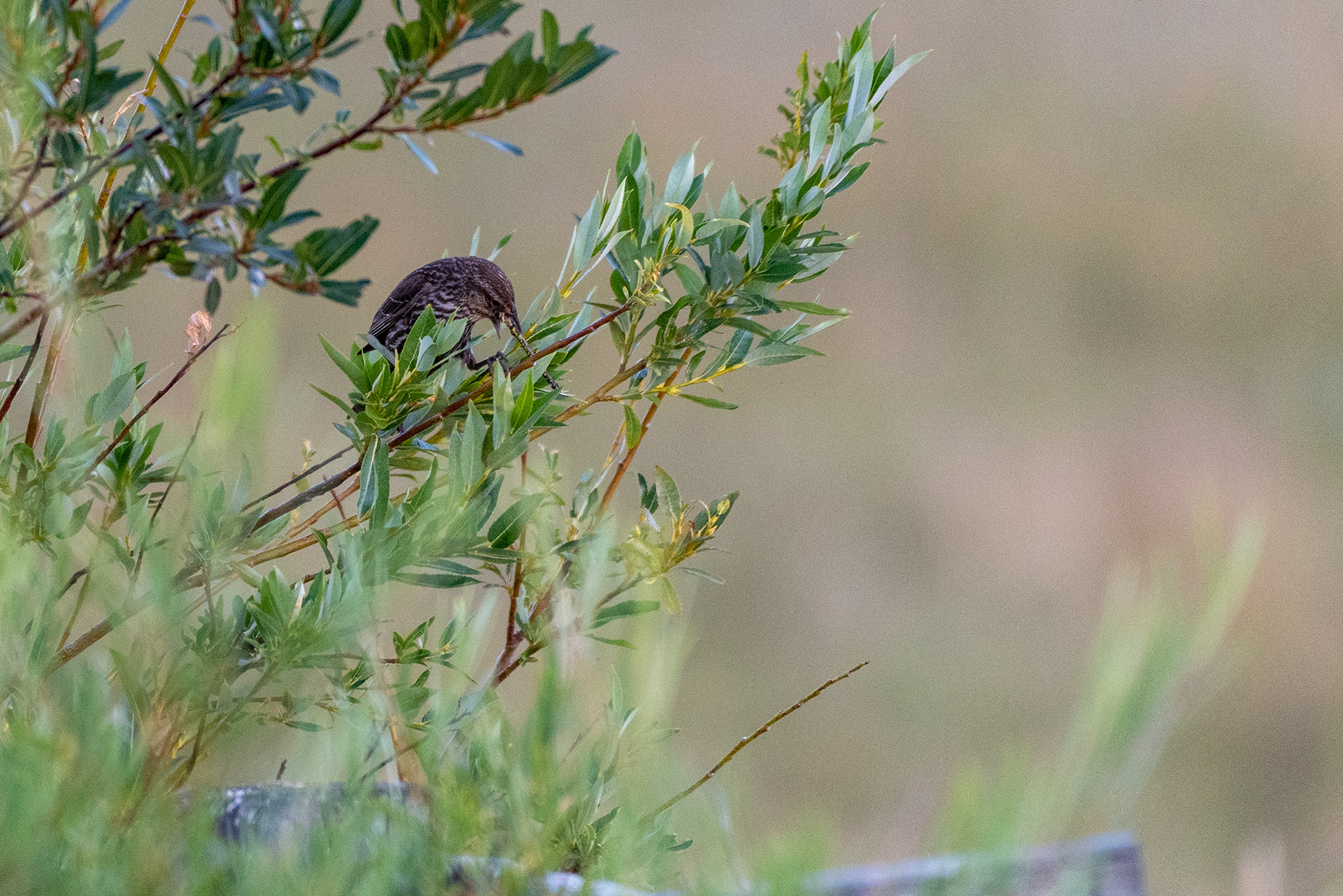 Red-winged Blackbird devouring a dragonfly