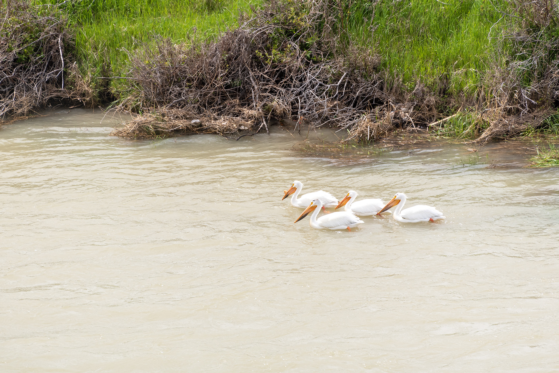 American White Pelicans, Patterson Homestead Memorial Park, Bow River, Calgary, Alberta