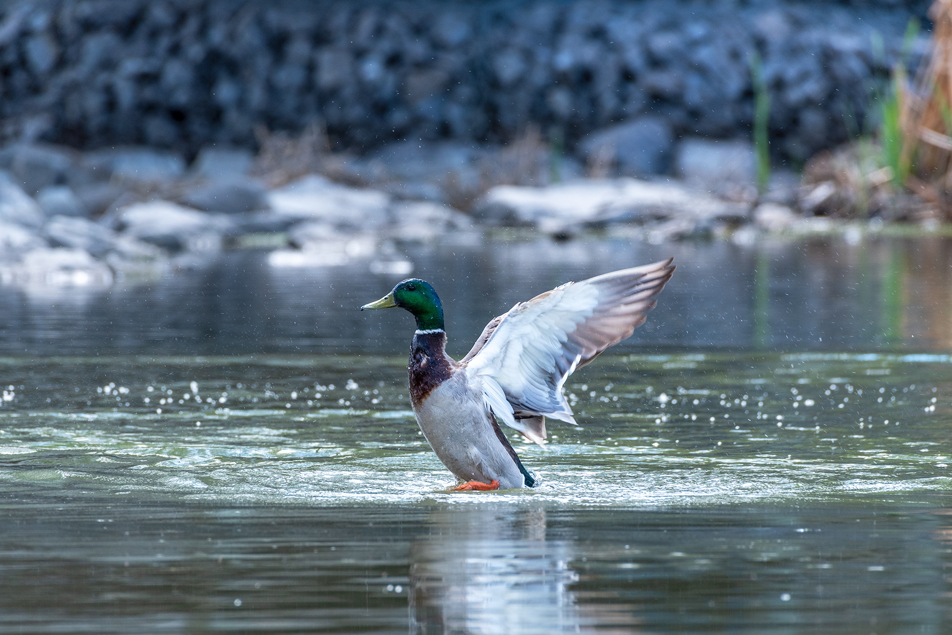 Mallard, Bridlewood Wetlands Park, Calgary, Alberta