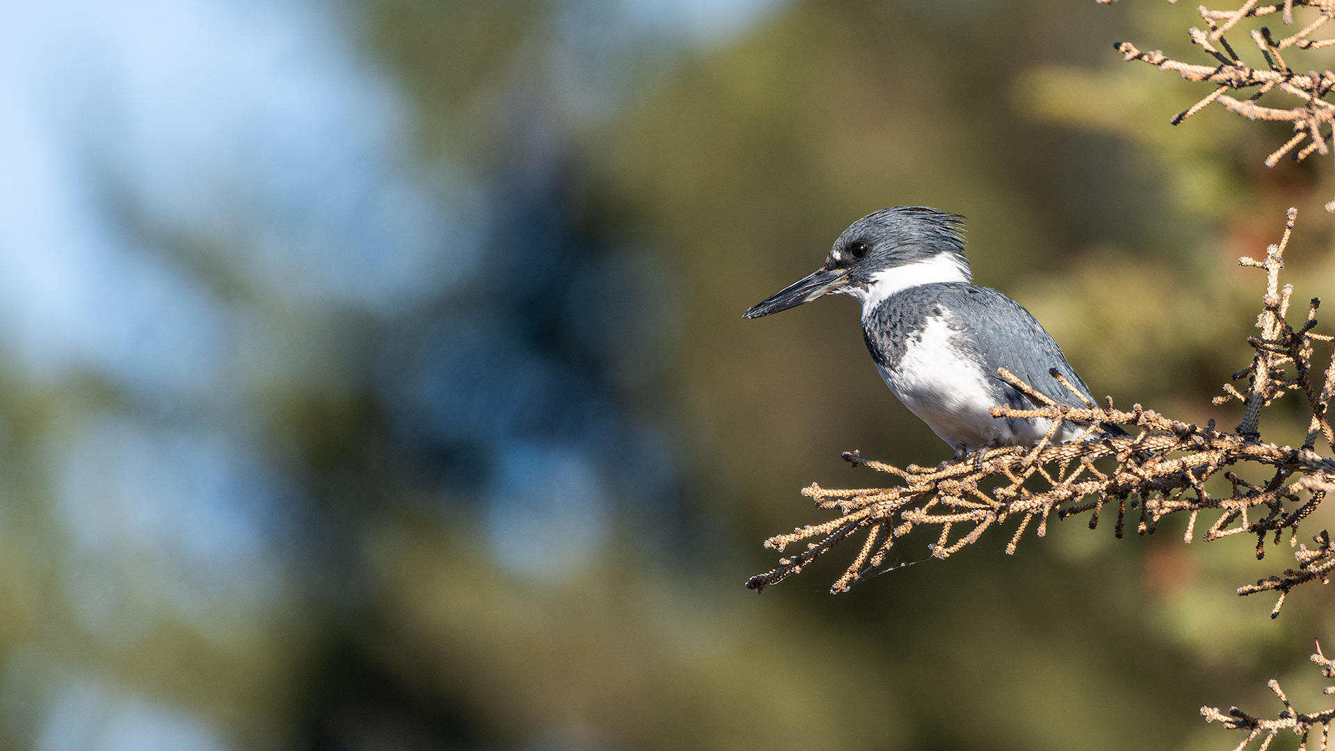 Belted Kingfisher (male) perched at the Marshall Springs ponds in Fish Creek Provincial Park, Calgary, Alberta