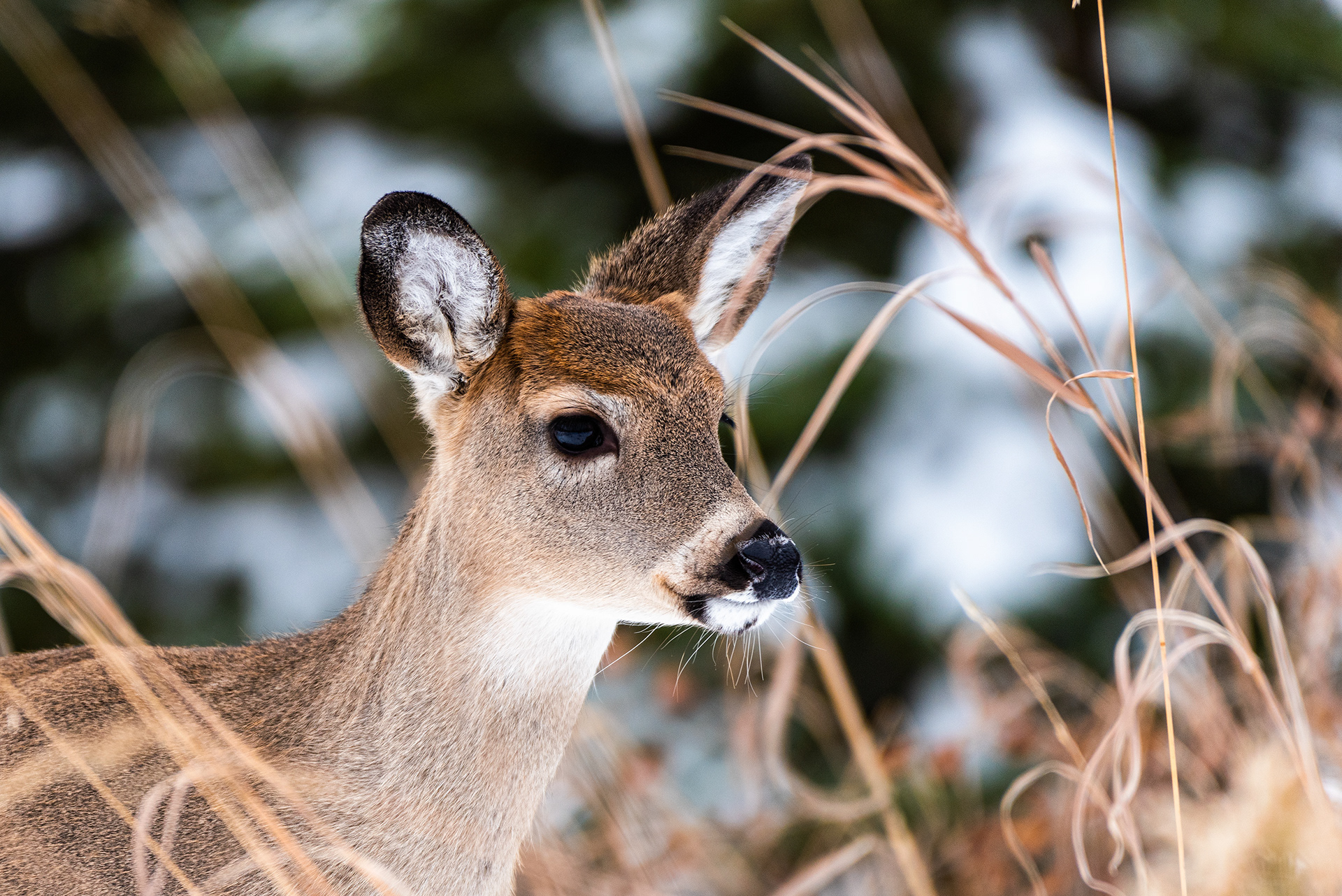 White-tailed Deer near the Marshall Springs ponds in Fish Creek Provincial Park